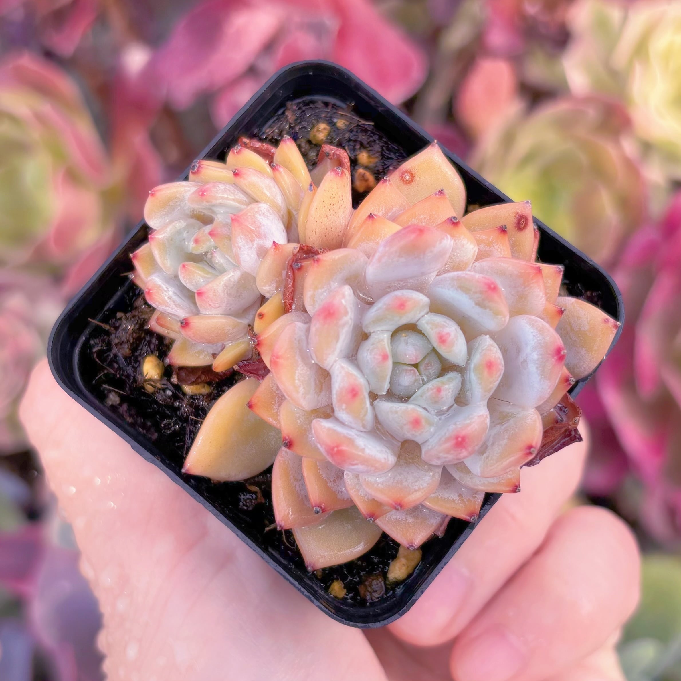 現品　玉芙蓉#3026　2頭群生　るる農園