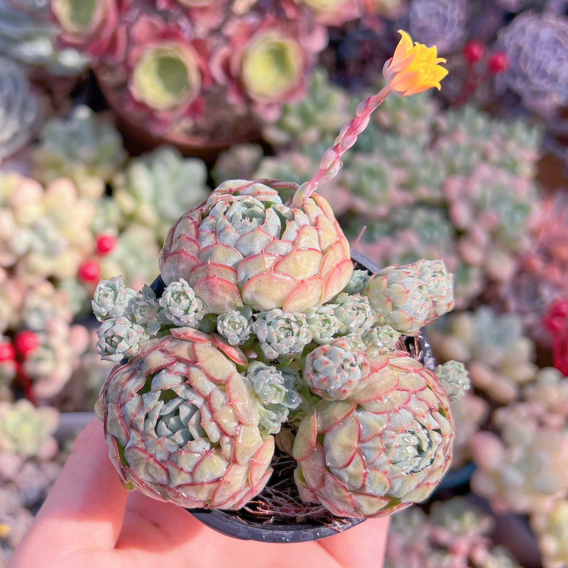 現品　レッドボート#022　群生　るる農園