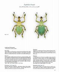 ホウセキゾウムシの一種 標本Eupholus bruyni？ カミキリ昆虫ゼリー