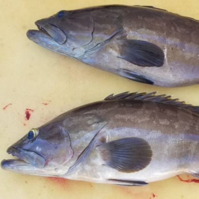 【10月9日出荷限定！】【長崎】対馬産 天然活〆クエ 約3kg／1本
