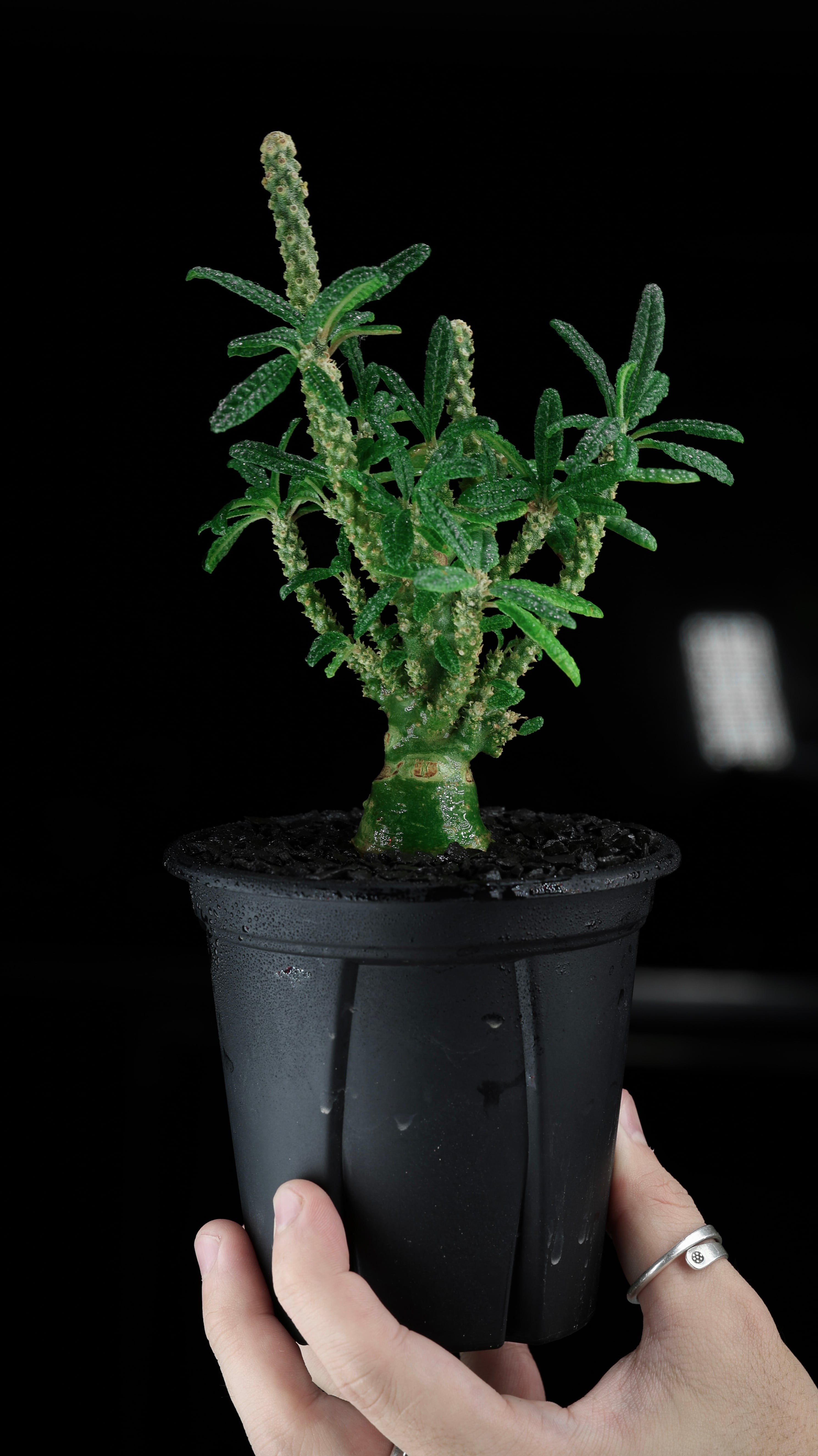 Dorstenia gigas f. Bullata Seedling 販売株 C] | KAMUI PLANTS LABO