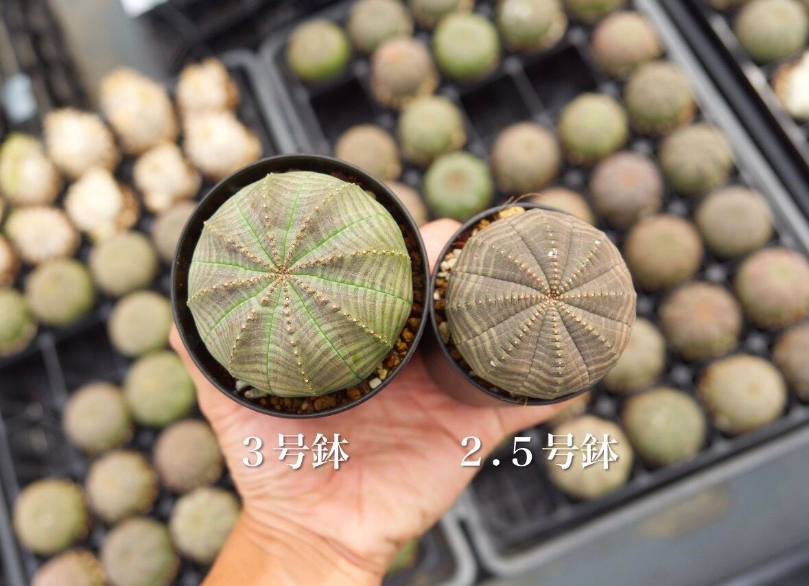 11c1838b457956ca346c14840240cf