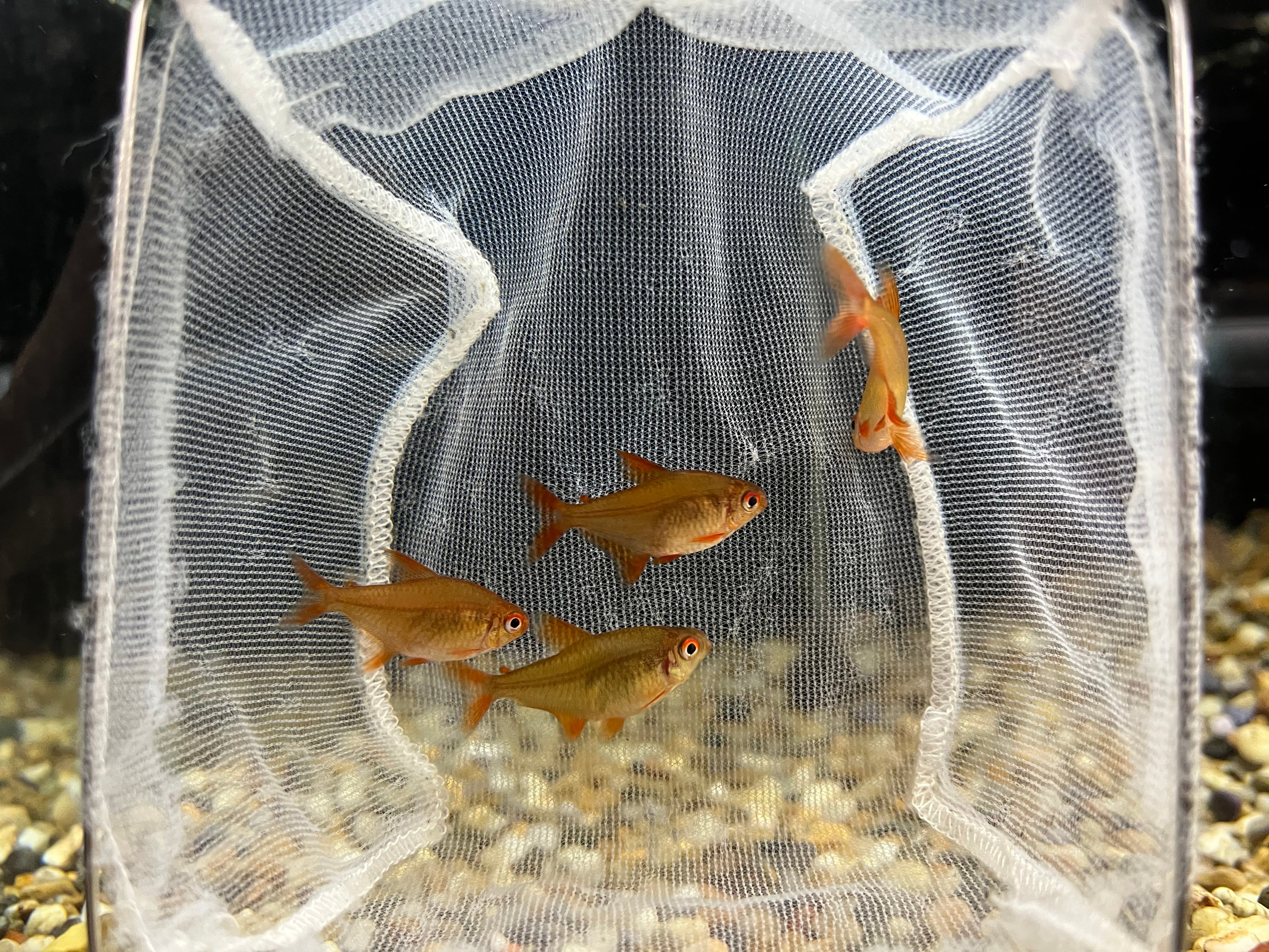 1匹】ブラジル便WILDレッドチェリーテトラジュタイ2cm± | アクア