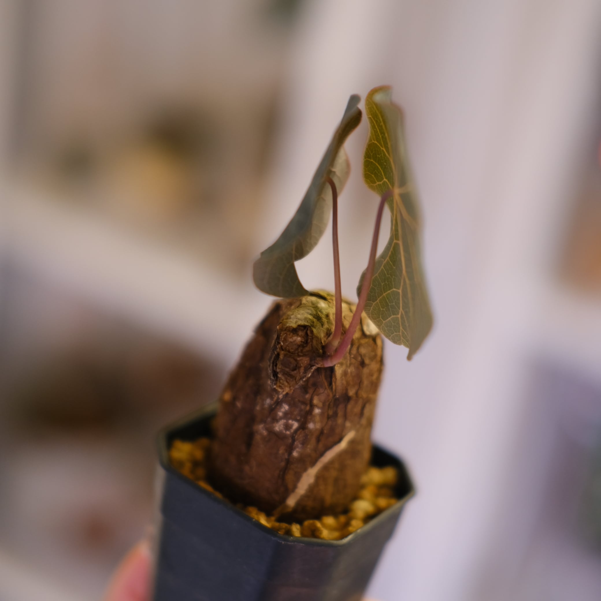 Stephania kaweesakii│ステファニア カウィーサキー⑦│観葉植物