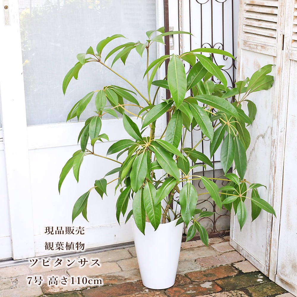 トックリラン高さ100センチ 観葉植物 トックリラン 現品販売 大型 宝石