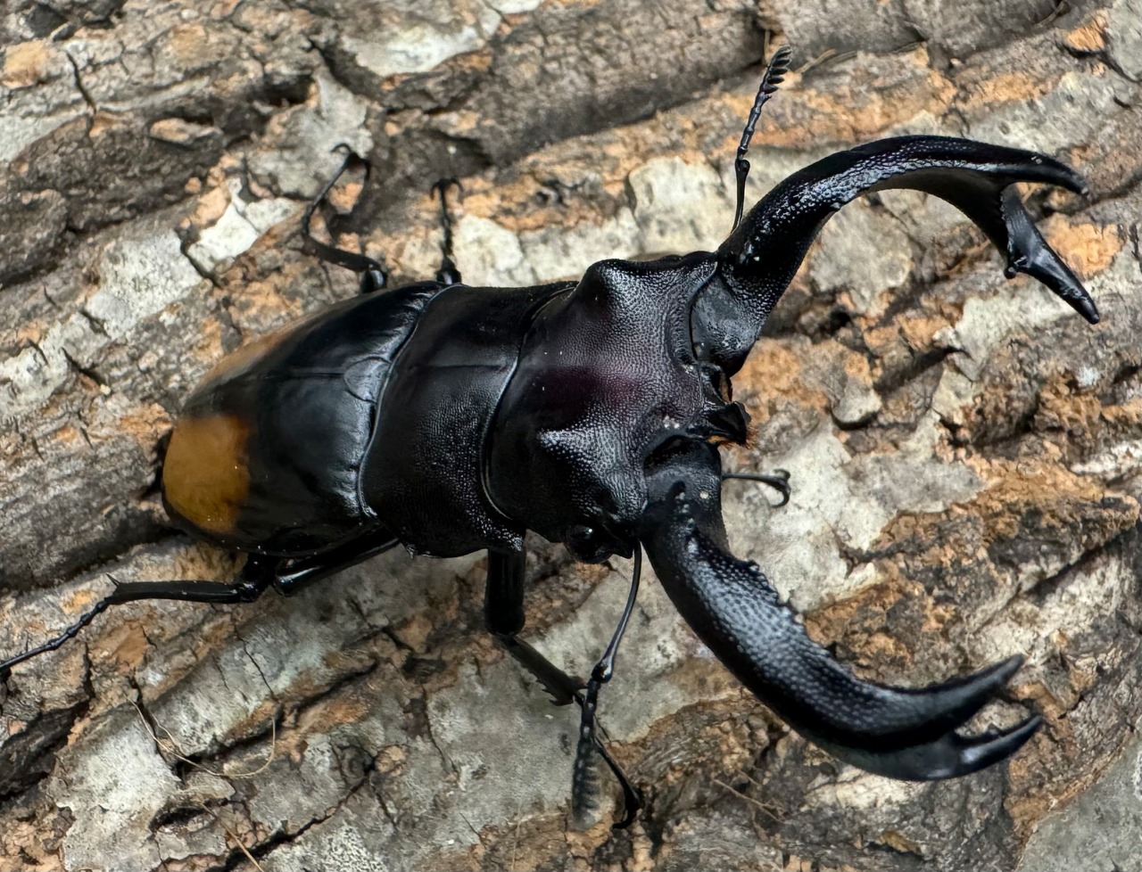 【WD】《セアカフタマタ(パリーフタマタ) 81mm ペア》