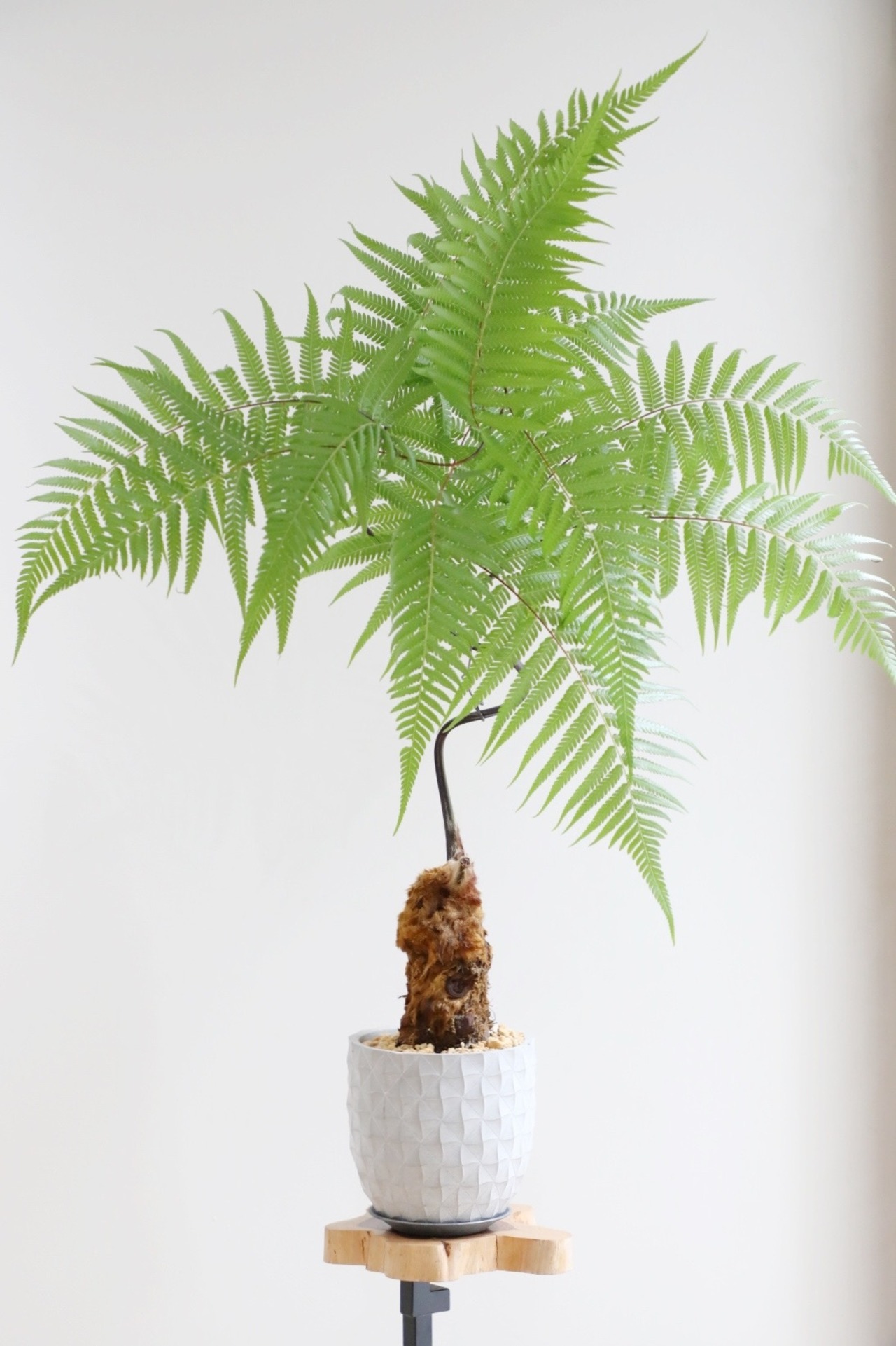 【M】キンモウコウ/Golden chicken fern