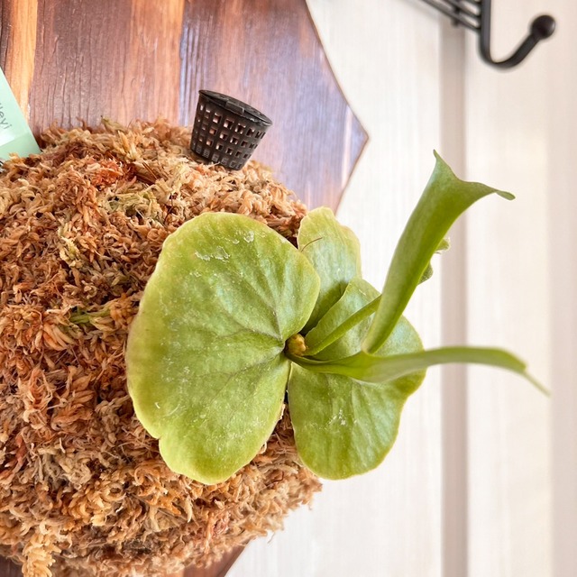 ビカクシダ リドレイ 板付 【観葉植物 壁掛け コウモリラン】