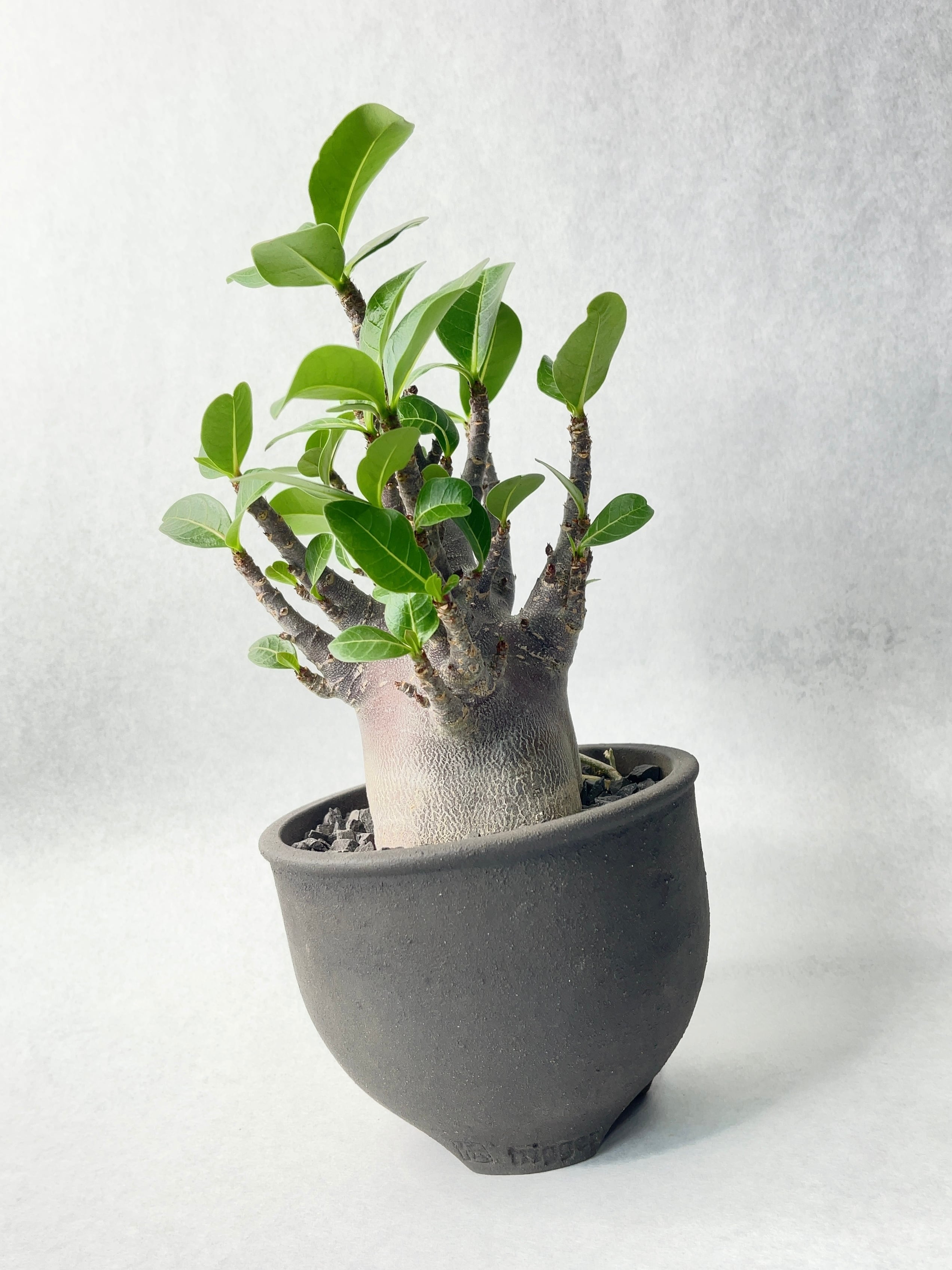 アデニウム・アラビカムブラック | trigger