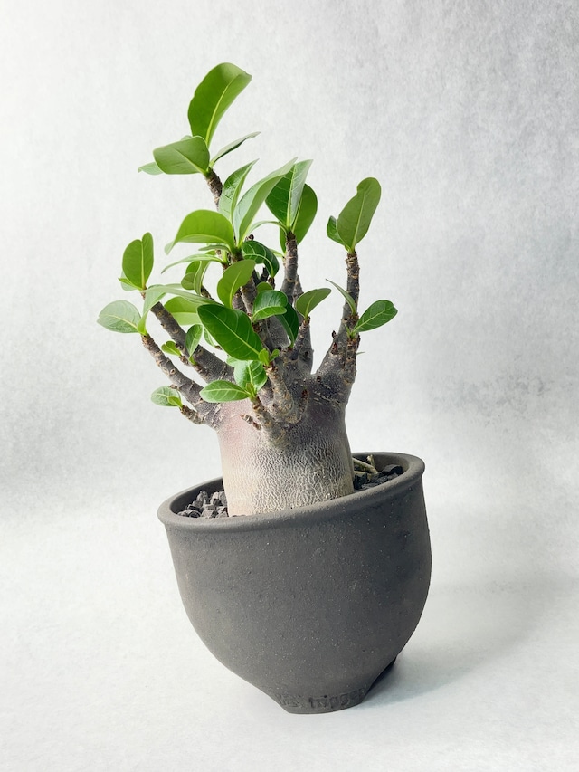 アデニウム・アラビカムブラック