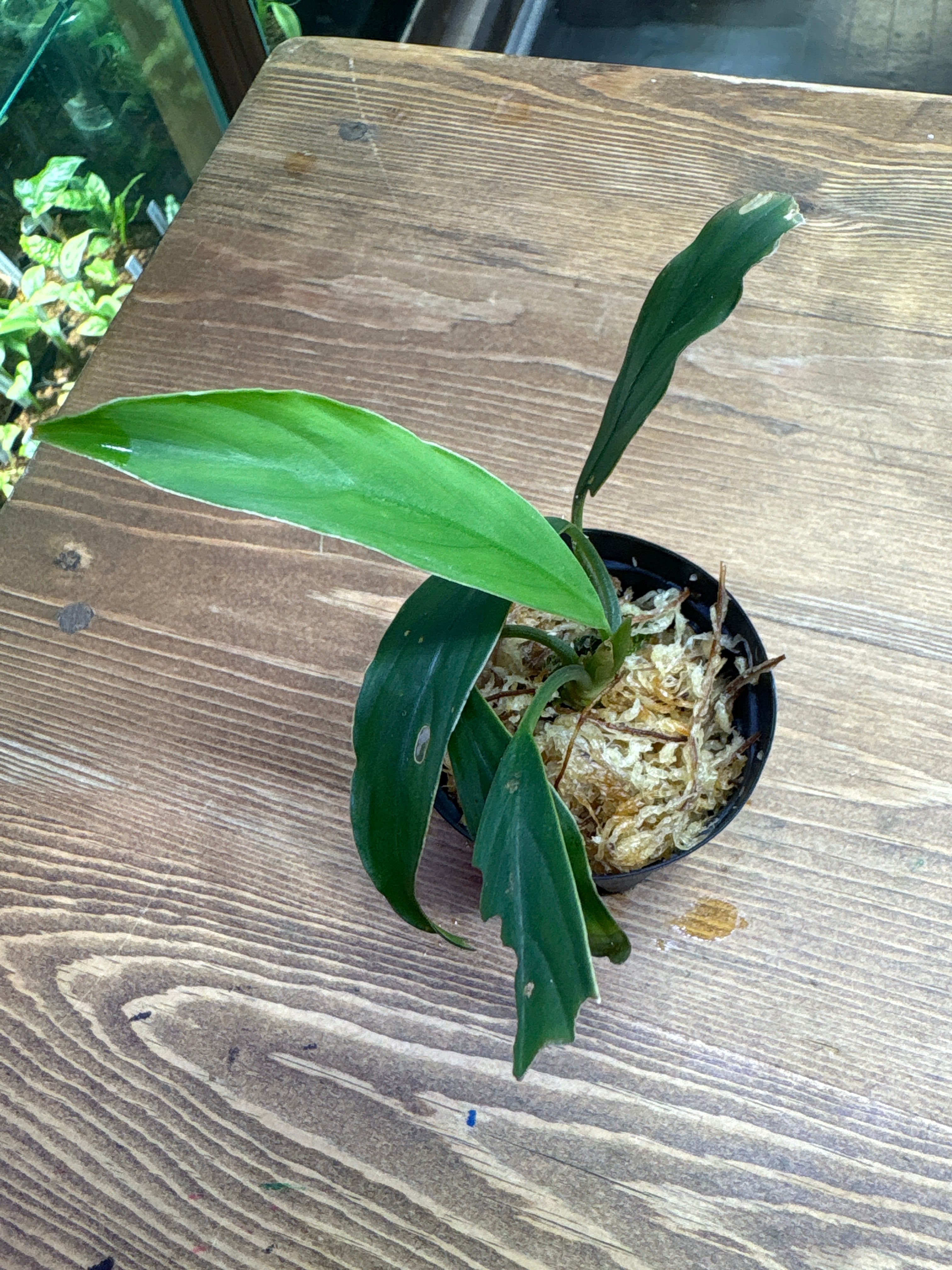 熱帯植物 | Plants Base