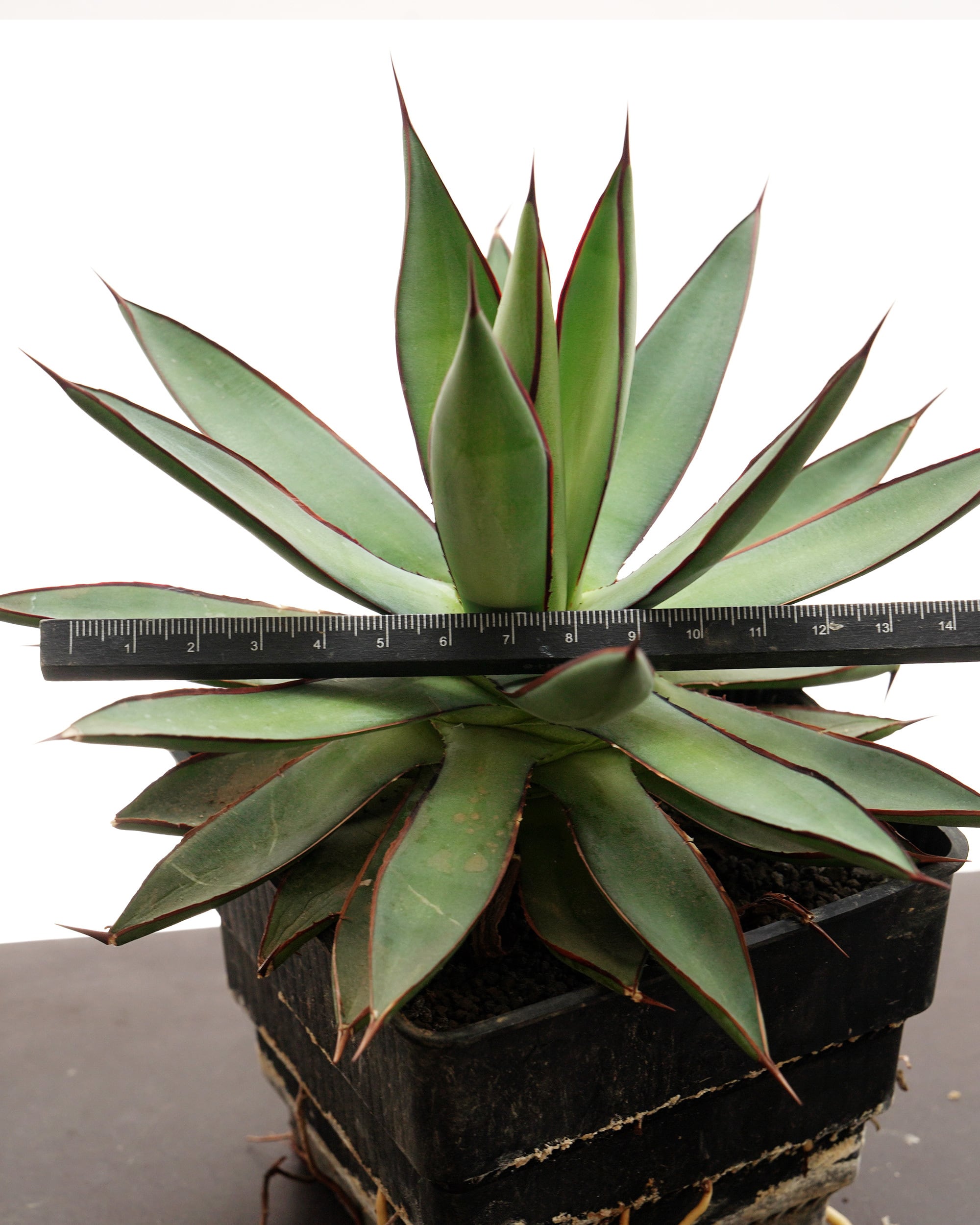 PREMIUM】 鉢植え アガベ バーントバーガンディ 見本株 Agave 'Burnt
