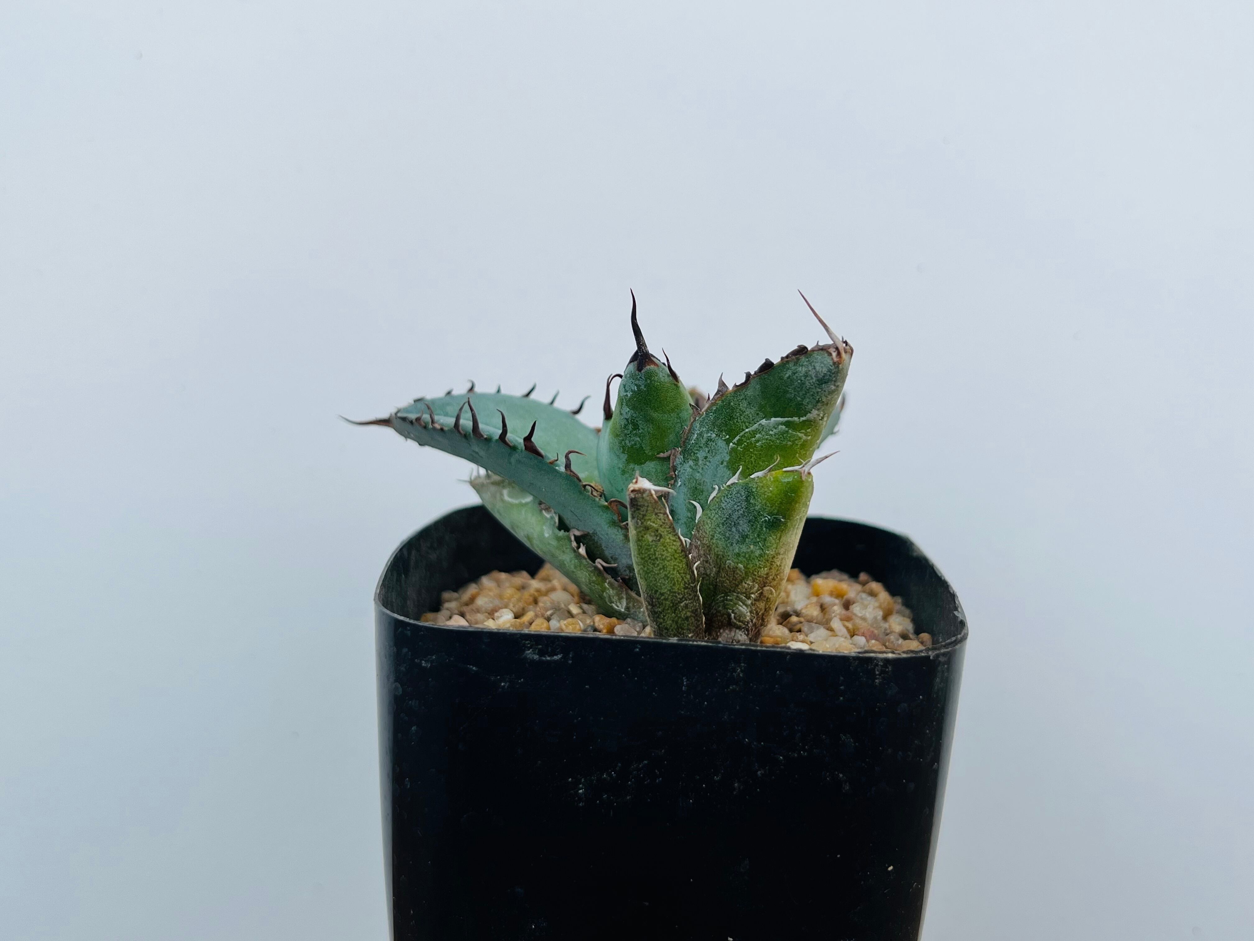 Agave Titanota アガベ チタノタ ブラックアンドブルー 多肉植物 Plants Maru ー 多肉植物 サボテン 園芸グッズのお店 ー