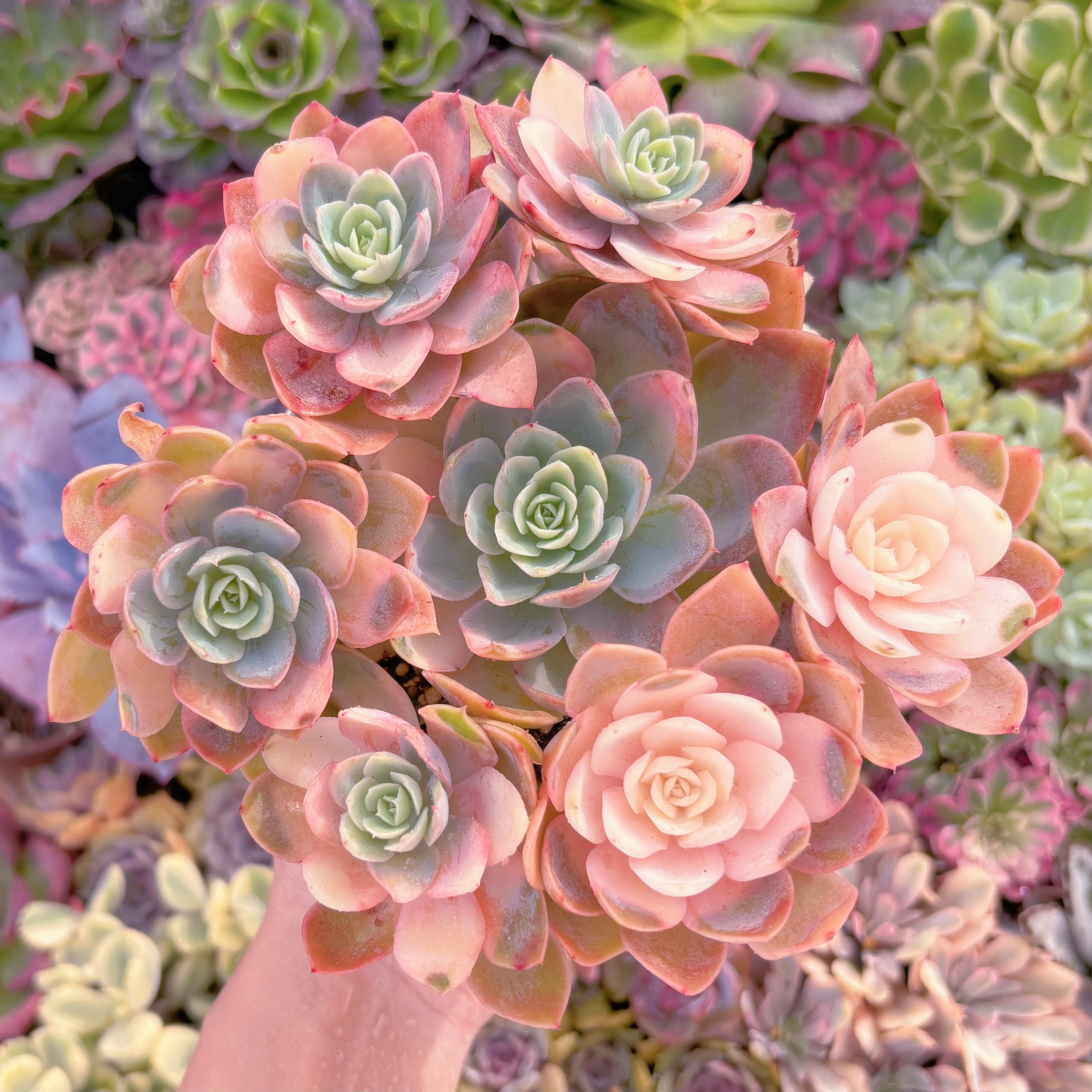 現品　シルクベール錦#A060　大群生　るる農園