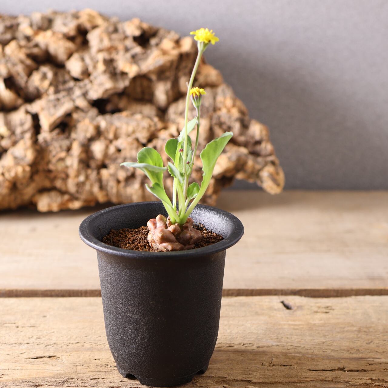 415 妖しくも魅力的『オトンナ ヘレー』観葉植物 【送料無料】 | MARX