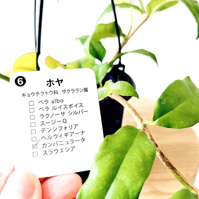 【初入荷】【希少】ホヤ・カンパニュラータ 観葉植物 吊り下げ calm cafe