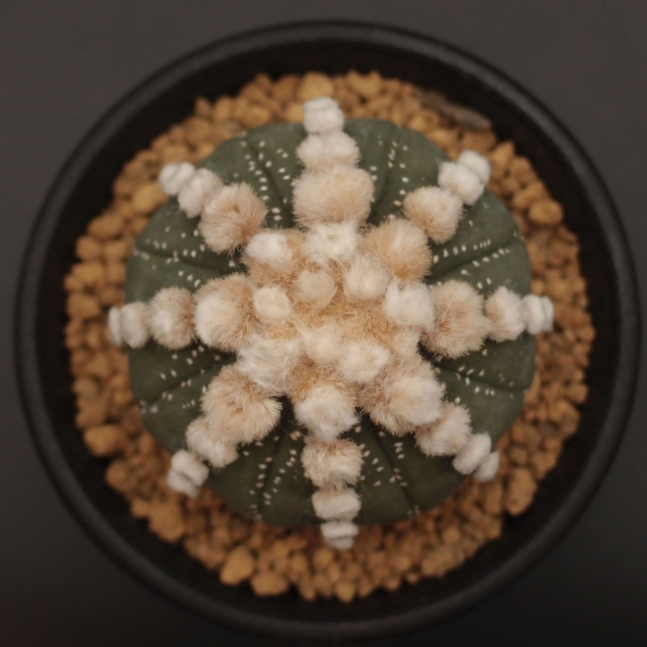 大疣瑠璃兜 | 万緑 BAN RYOKU