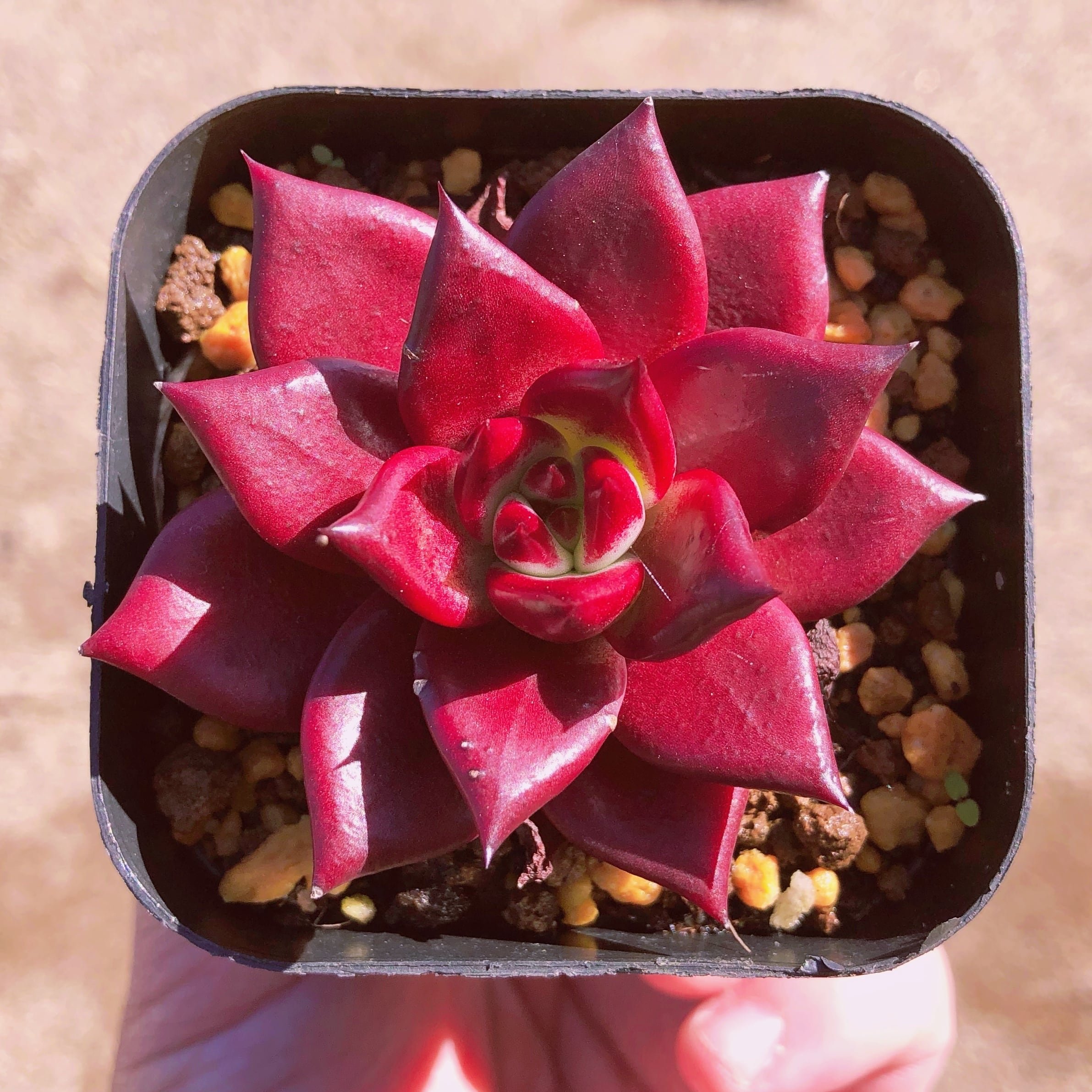 多肉植物　ルビン