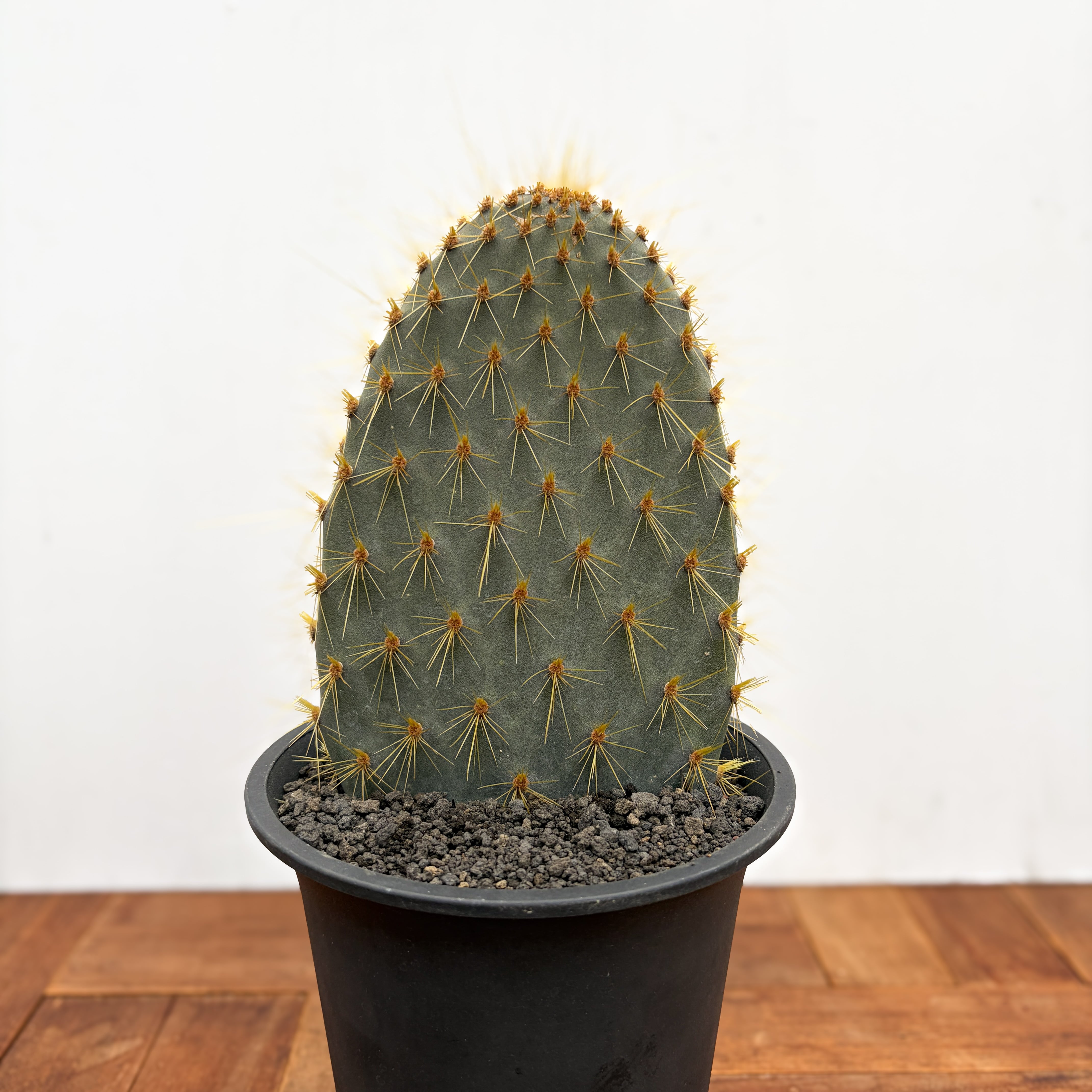 Opuntia galapageia【オプンチア・ガラパゲイア・黄刺】 | RIMO'S