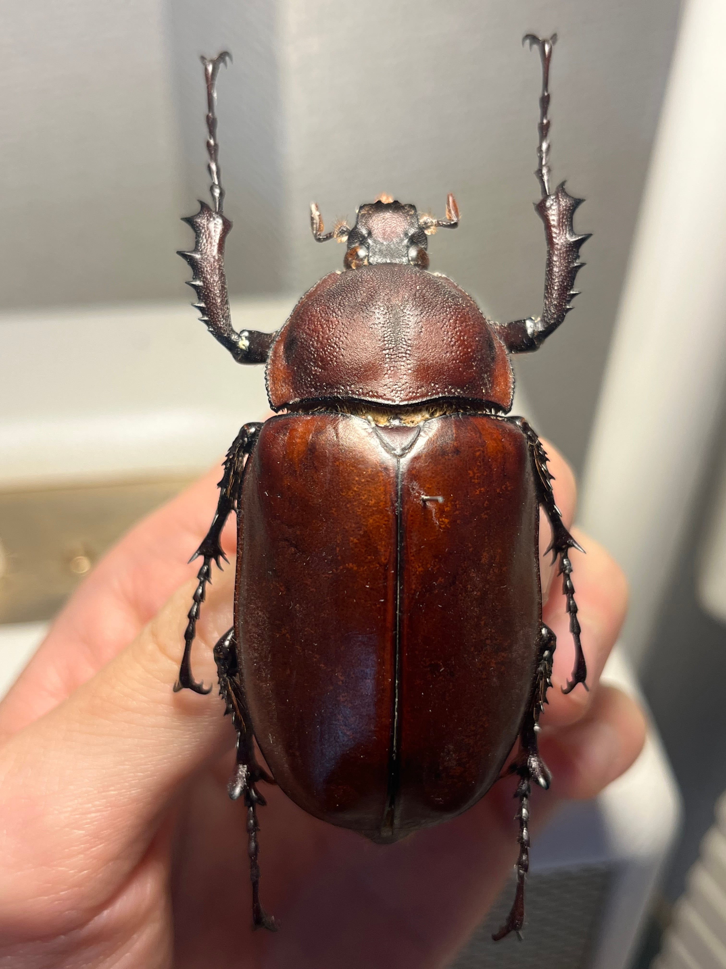 BIG♀】脂が浮いてしまっているセラムドウナガテナガコガネ テナガ