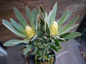 ■ プロテア ”オーストラリスアイス”　A【現物】