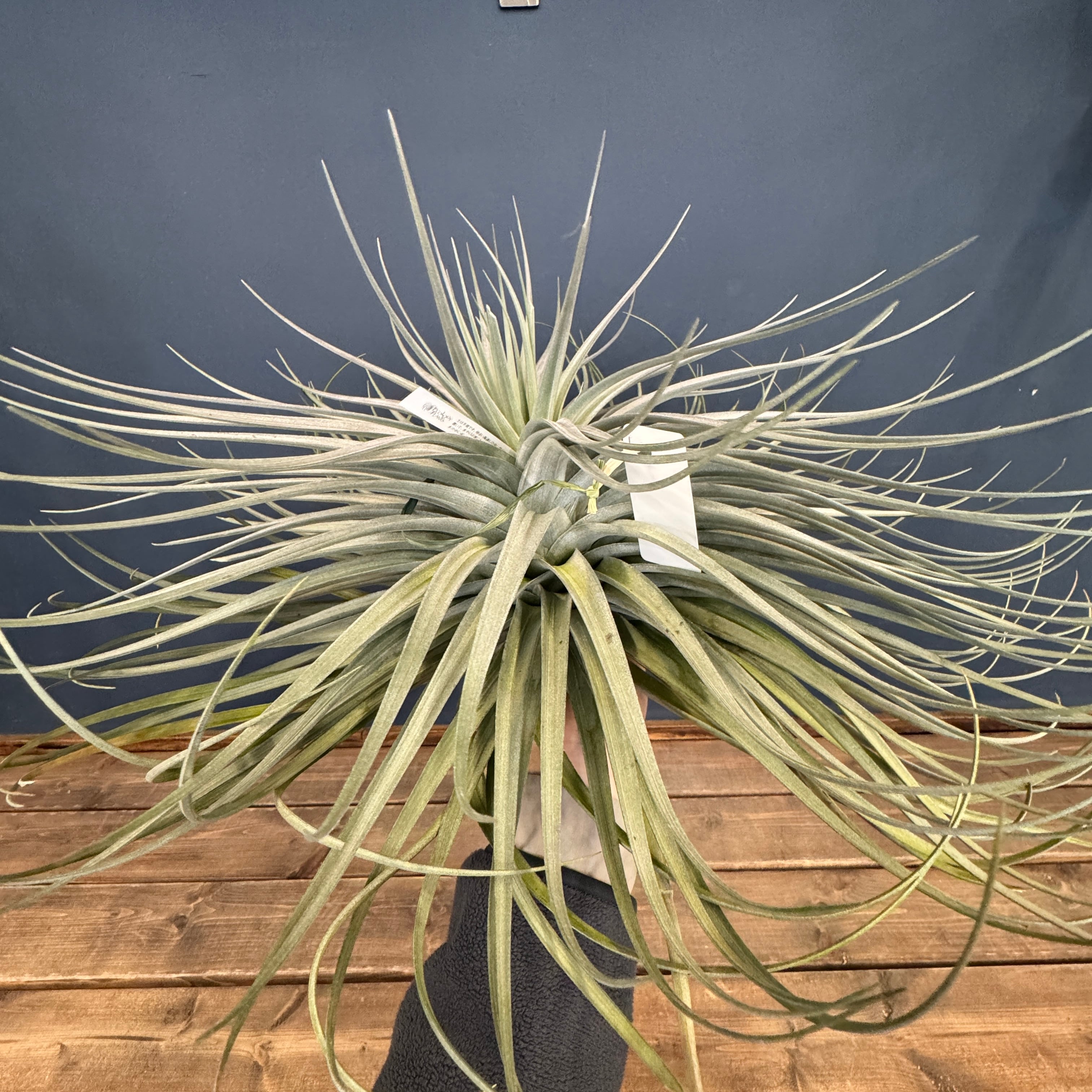 チランジア ポーリアナxディスティカ ハイブリッド【583】 | PROTOLEAF