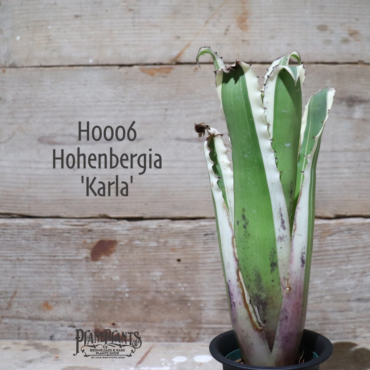 送料無料】 Hohenbergia 