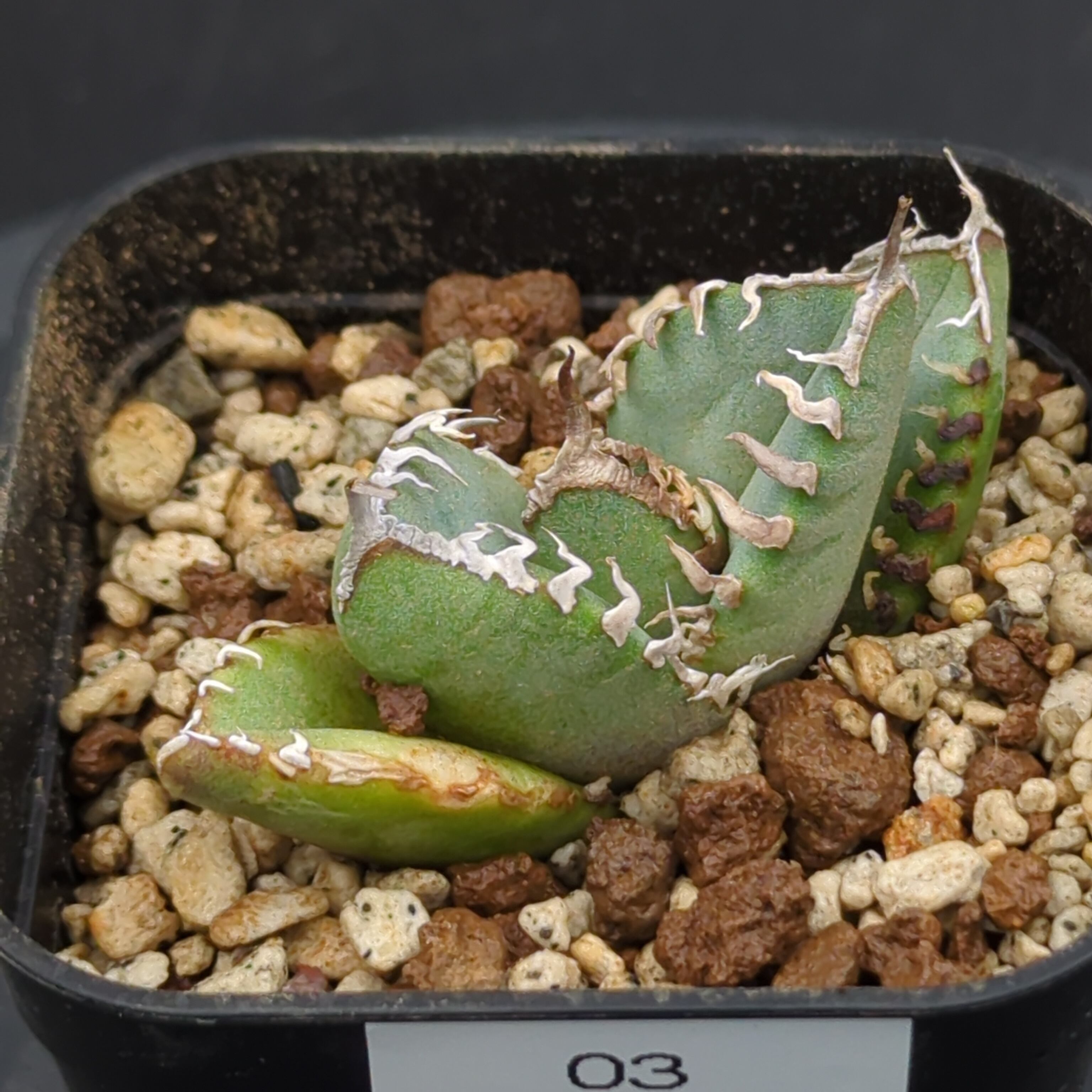 アガベ　SAD 南アフリカダイヤモンド　中株 アガベ チタノタ 南アフリカダイヤモンド SAD 子株（Agave titanota