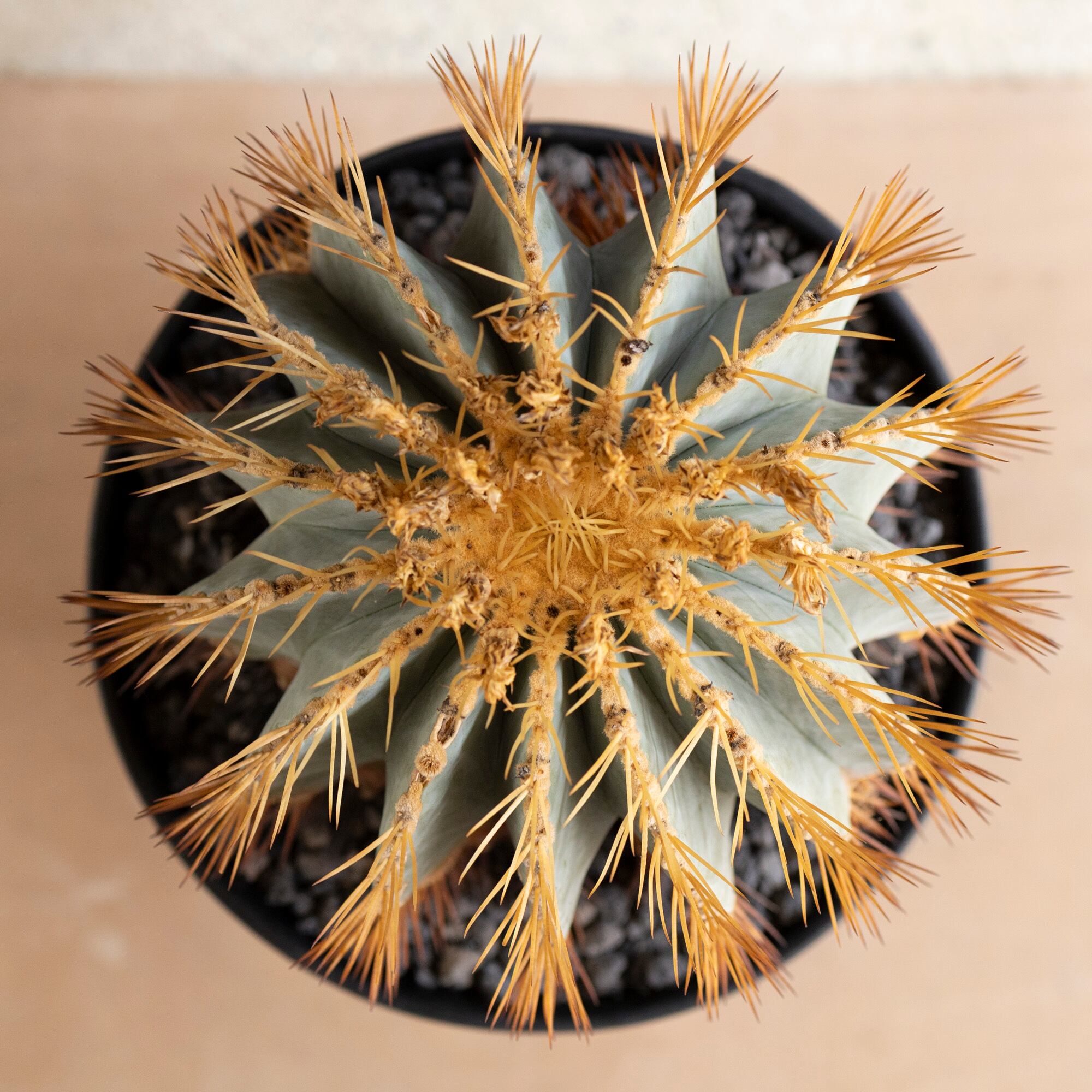 発根済】30cm 王冠竜 群生株 フェロカクタス ブルーバレルカクタス