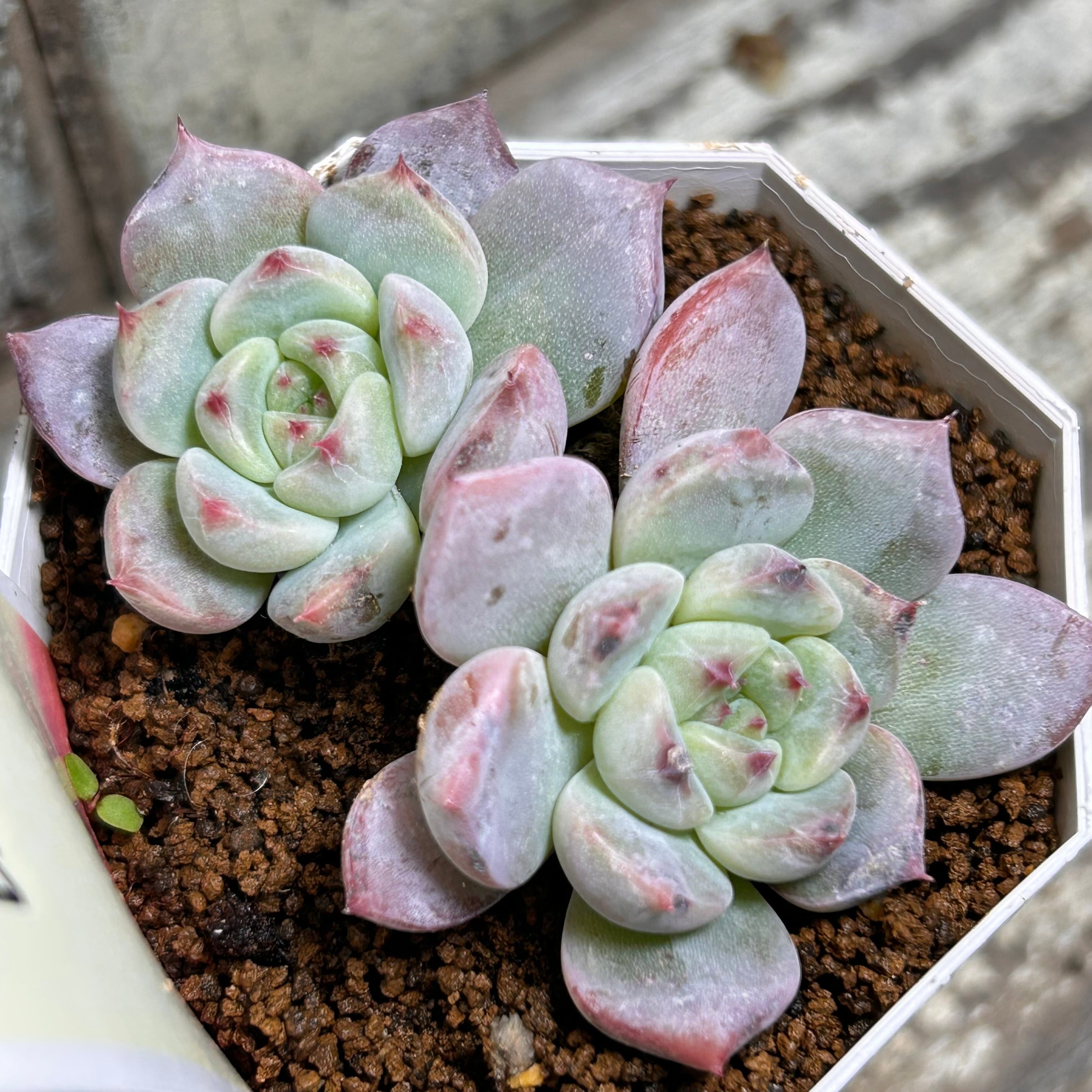 アルバビューティ群生 | RuPo 多肉植物専門店