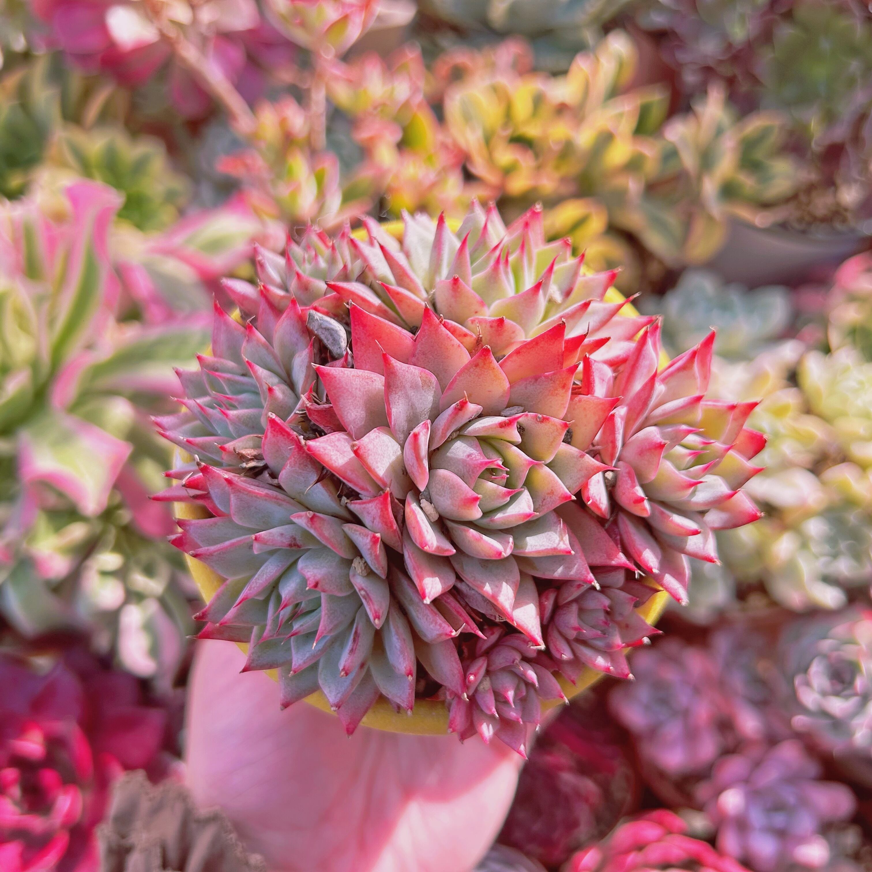 現物　多肉植物　新品種　リンゼアナ　特大