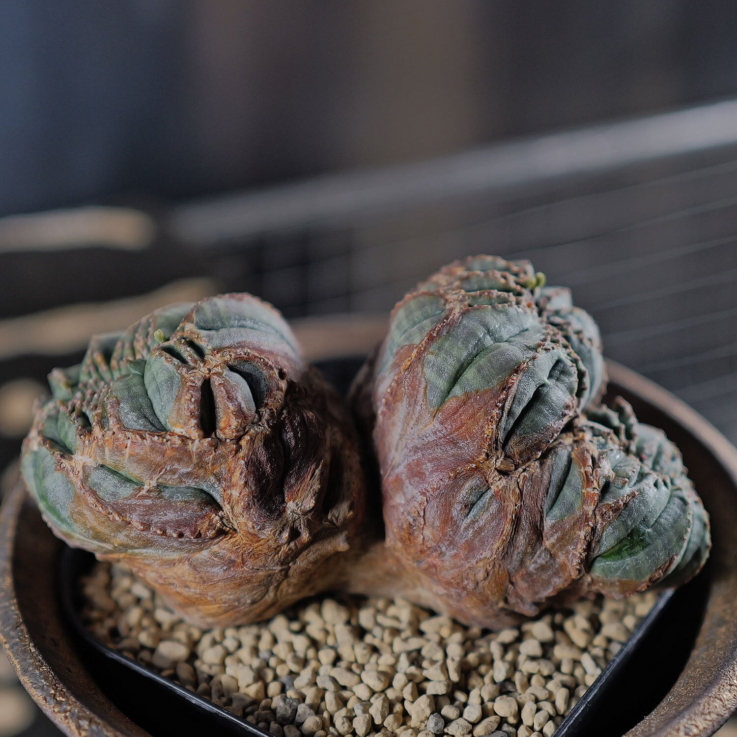 オス株【超厳選株】大株 最大幅約11cm トリプルヘッド 綴化 オベサ