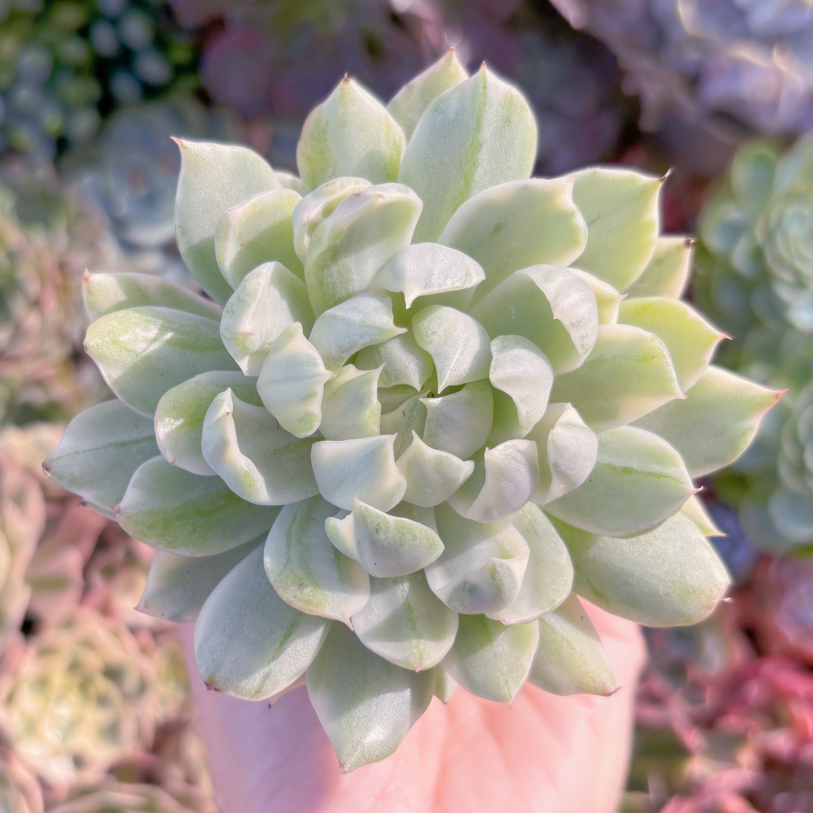 多肉植物　雪白マリア錦　新入荷　るる農園