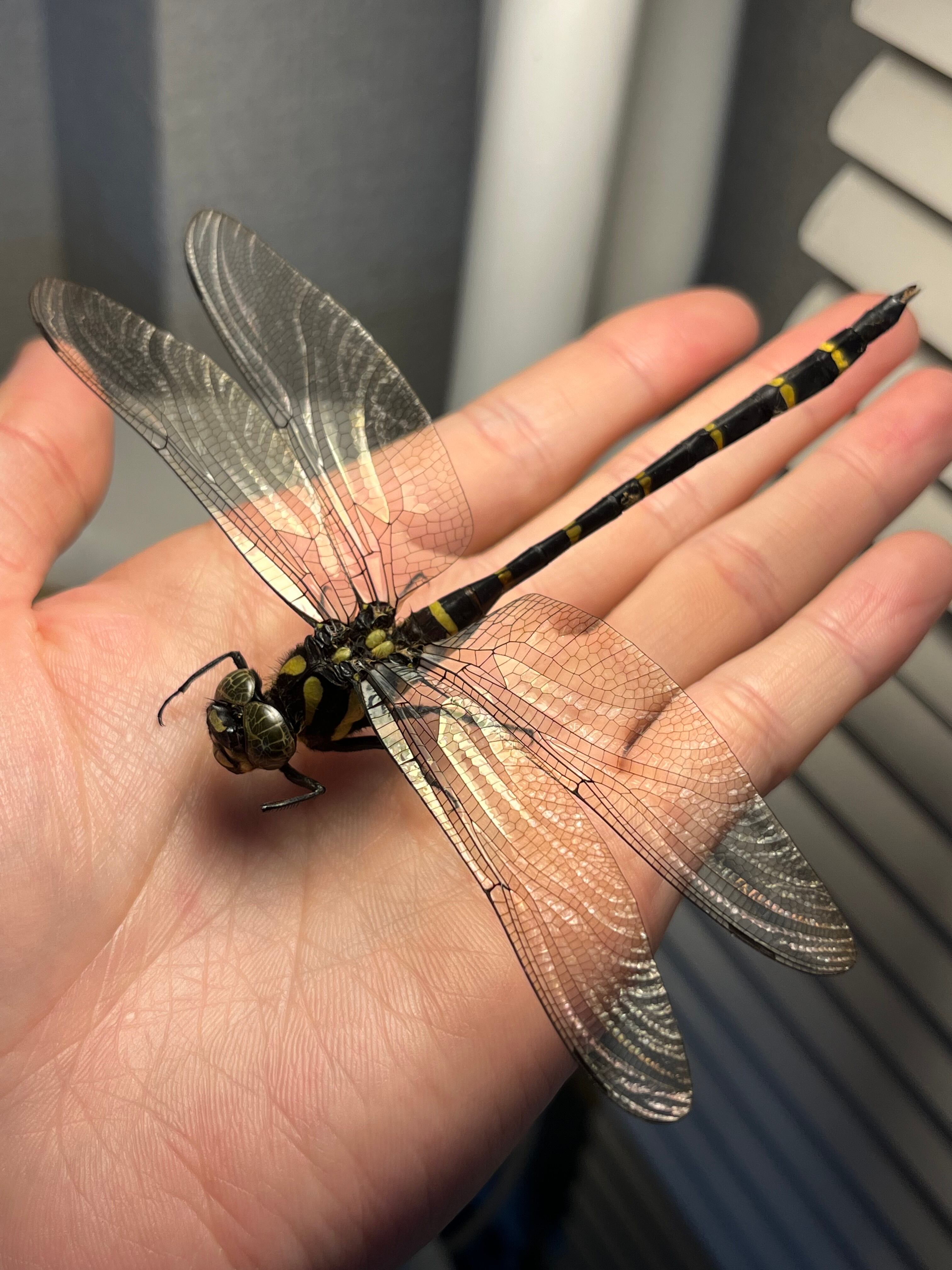 ANOTOGASTER 3個セット 半立体標本】オニヤンマAnotogaster sieboldii ストラップ 虫よけ