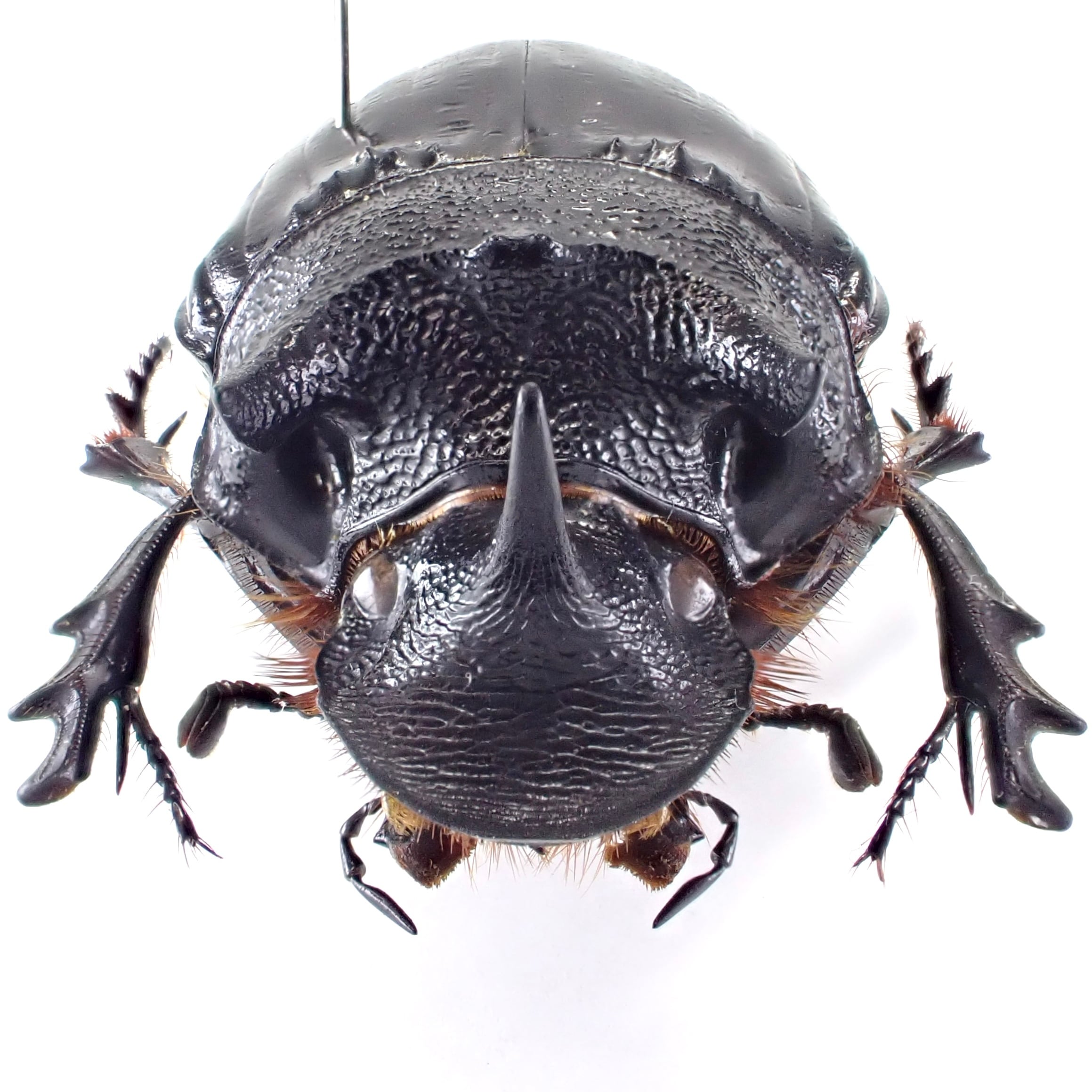 タンザニア産 Heliocopris minos ♂ 35mm | 昆虫標本 Diggers & Rollers