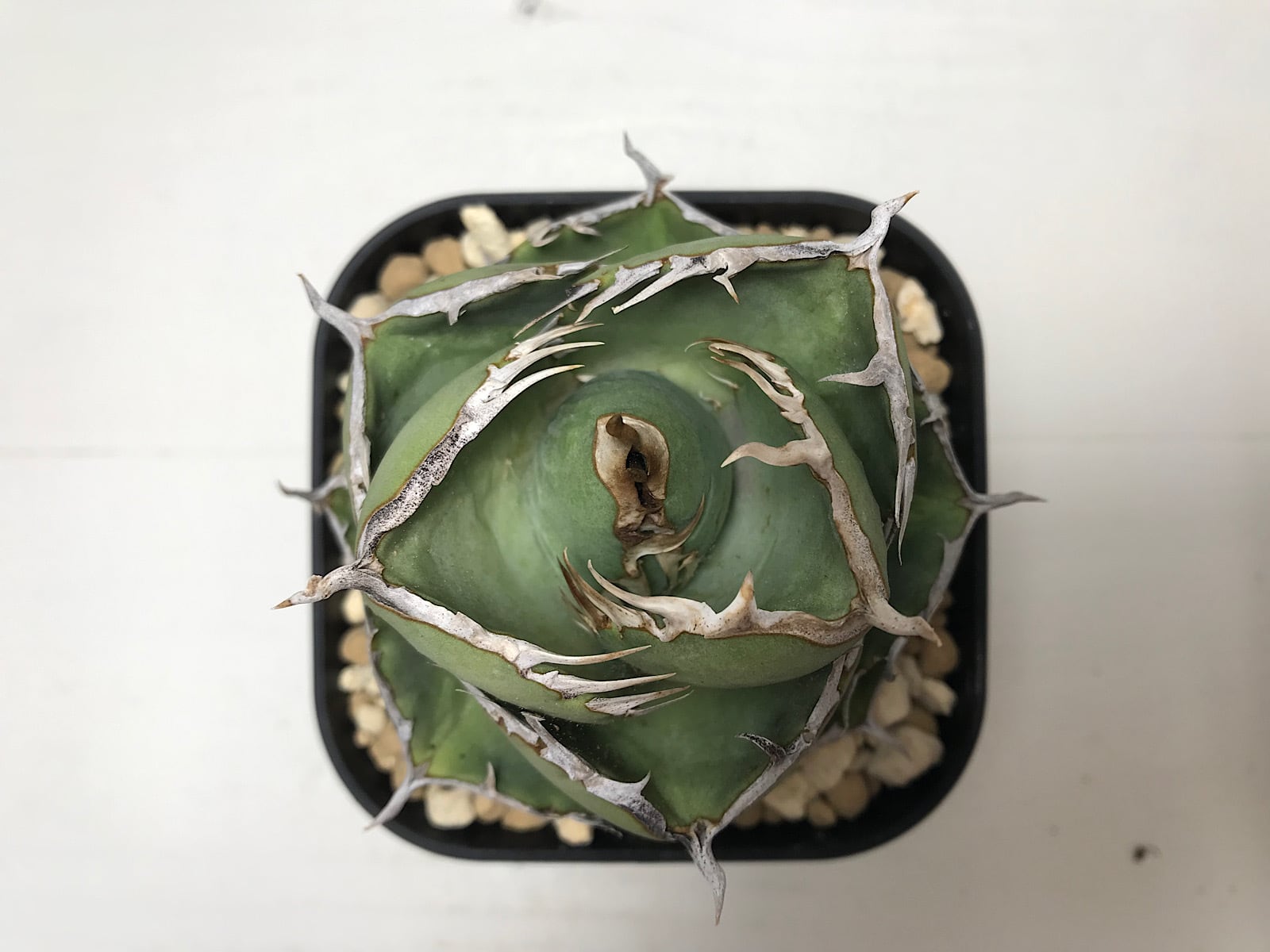 アガベ チタノタ '窮奇'（キュウキ） | ベレッタガーデン 宮崎県延岡市