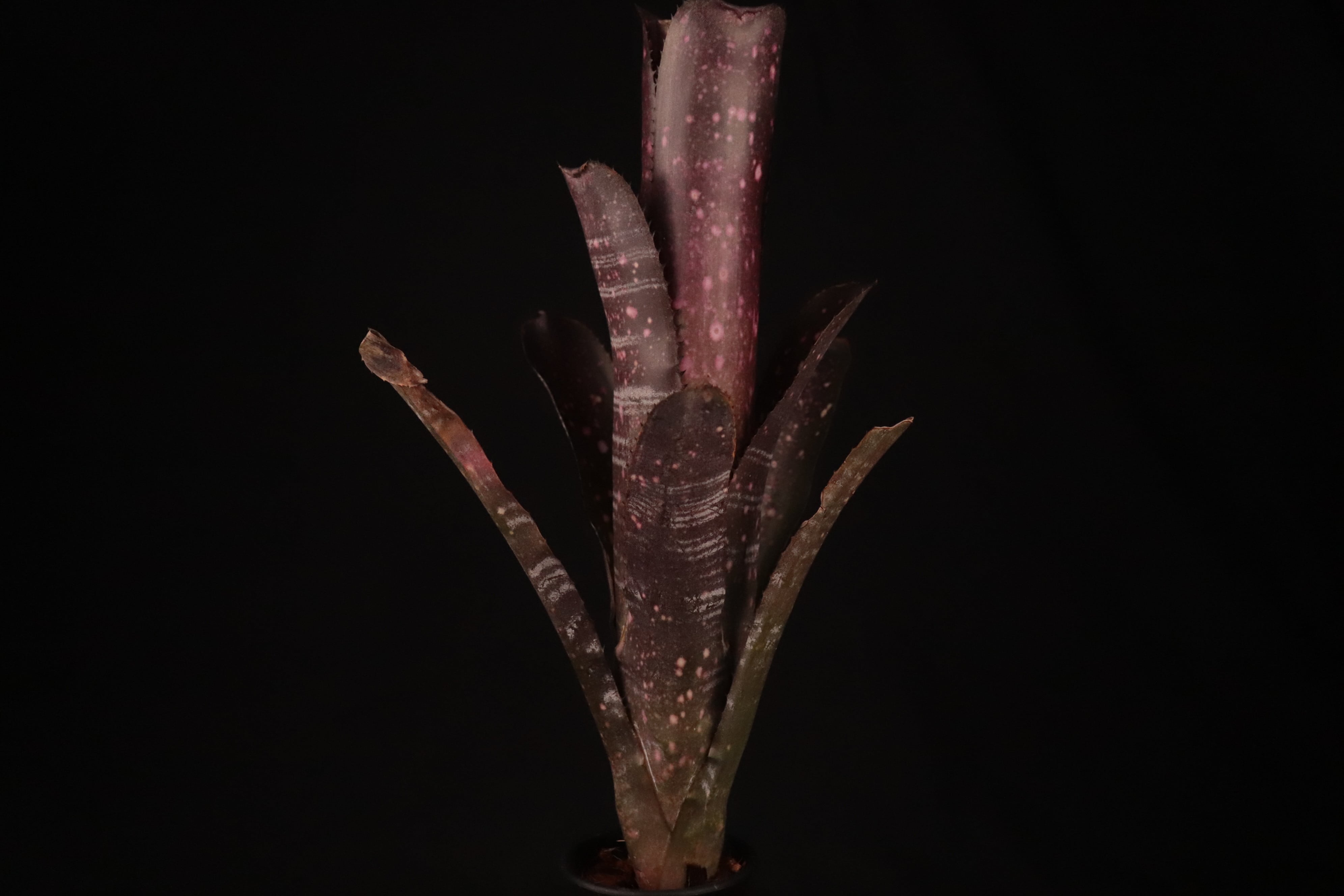 11d3708df68c7ebaa1488715f8bb24