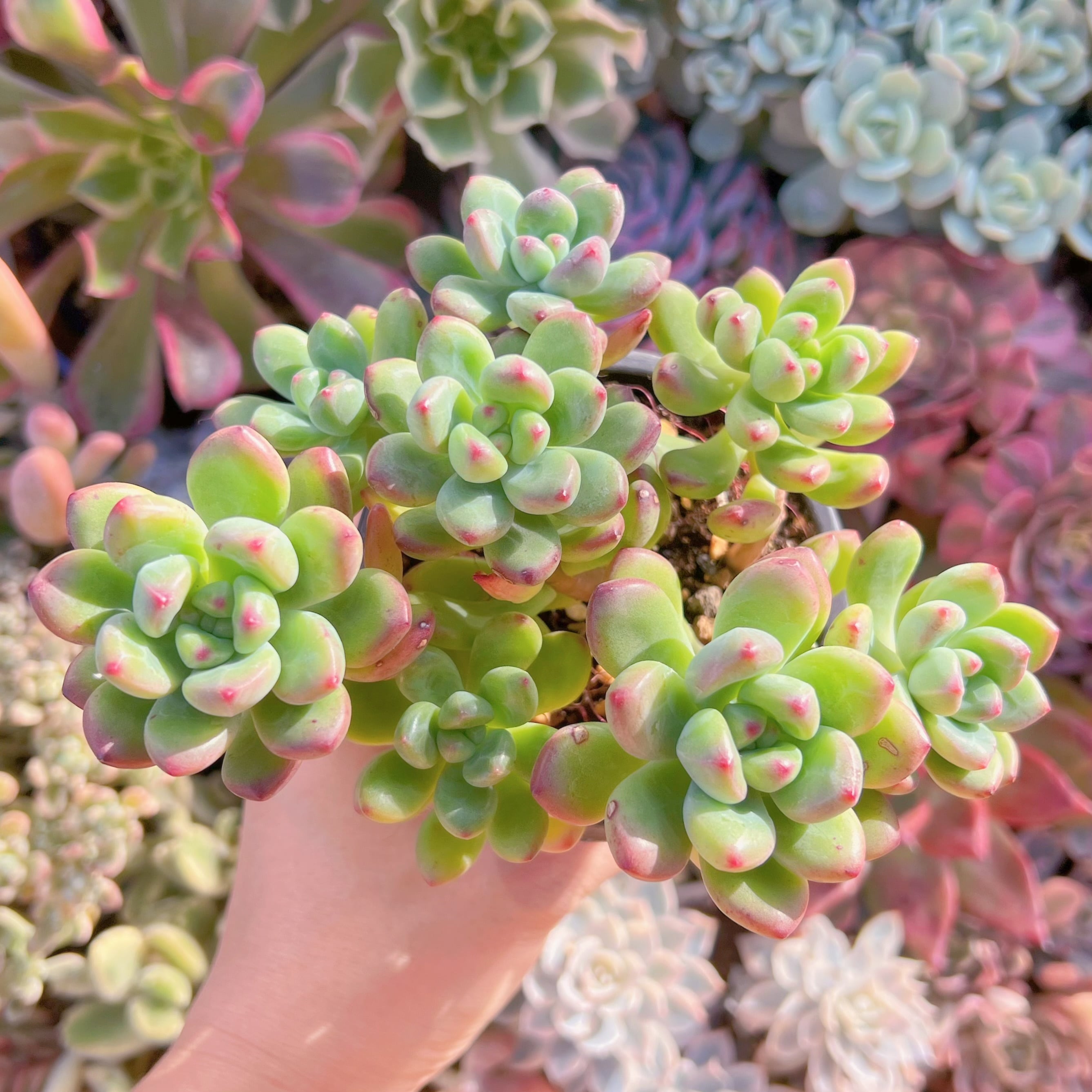 現品　トミーキャット#587   るる農園