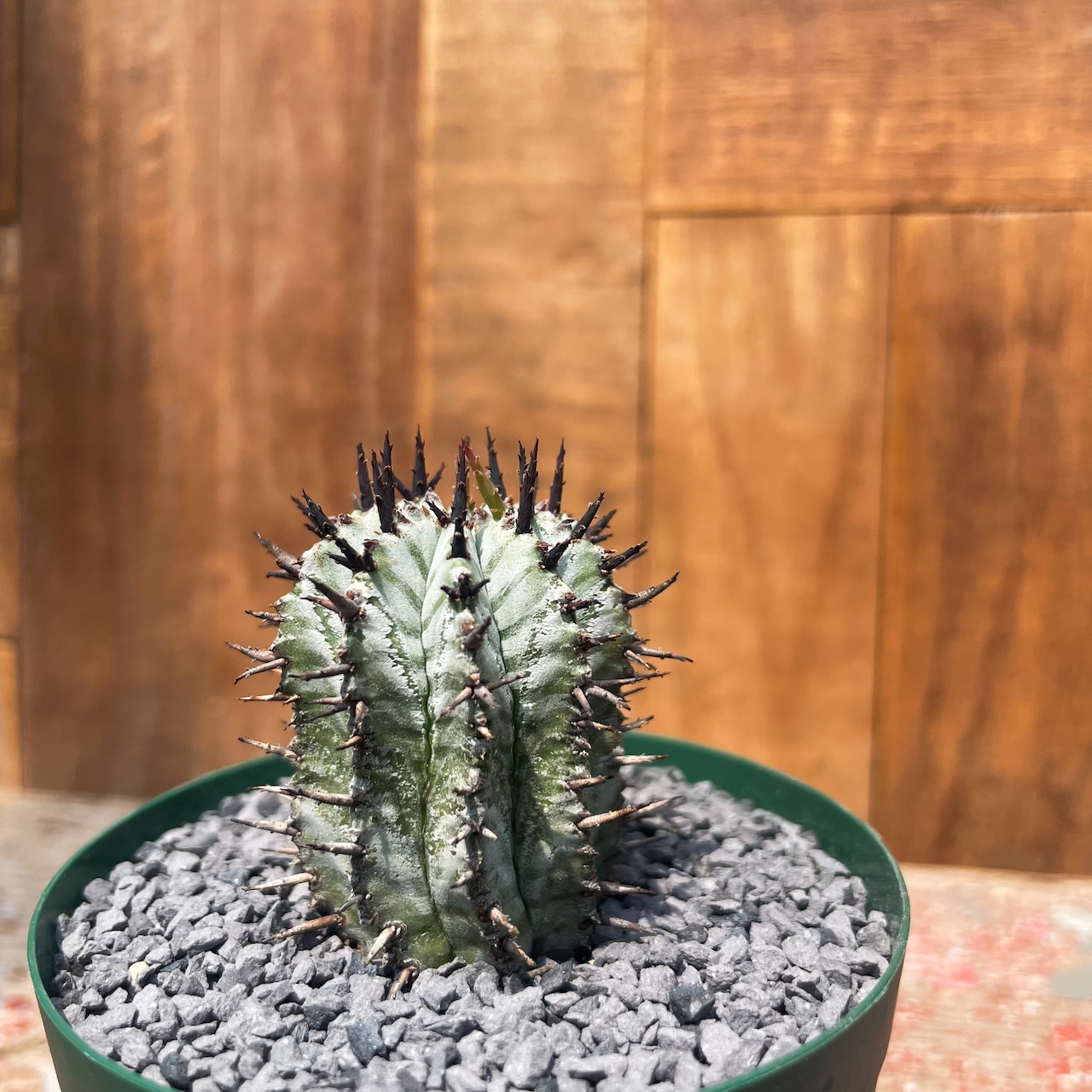 Euphorbia horrida “Zebra”
