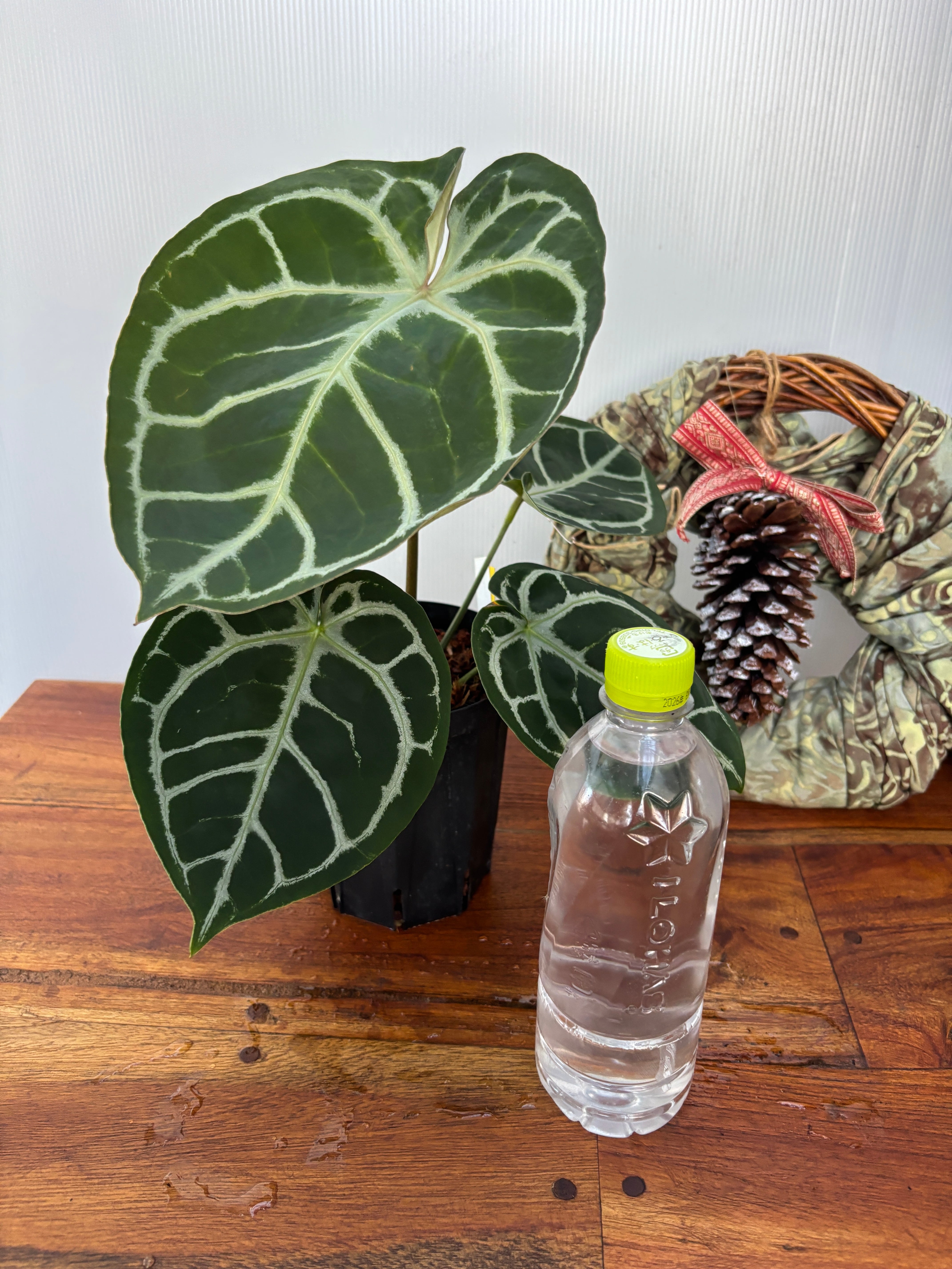 Anthurium | BA PLants