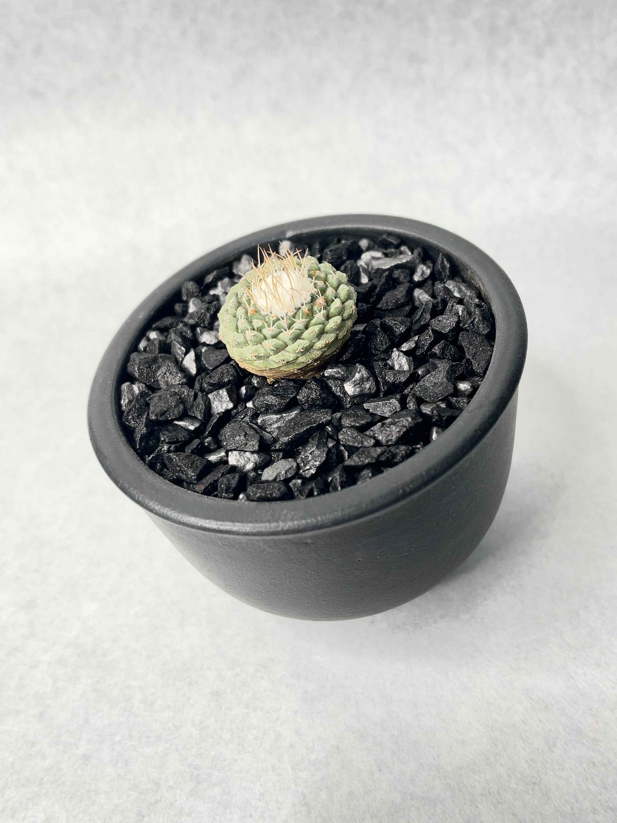 ストロンボカクタス・菊水 接木(抜き苗) ※国内繁殖 ストロンボカクタス