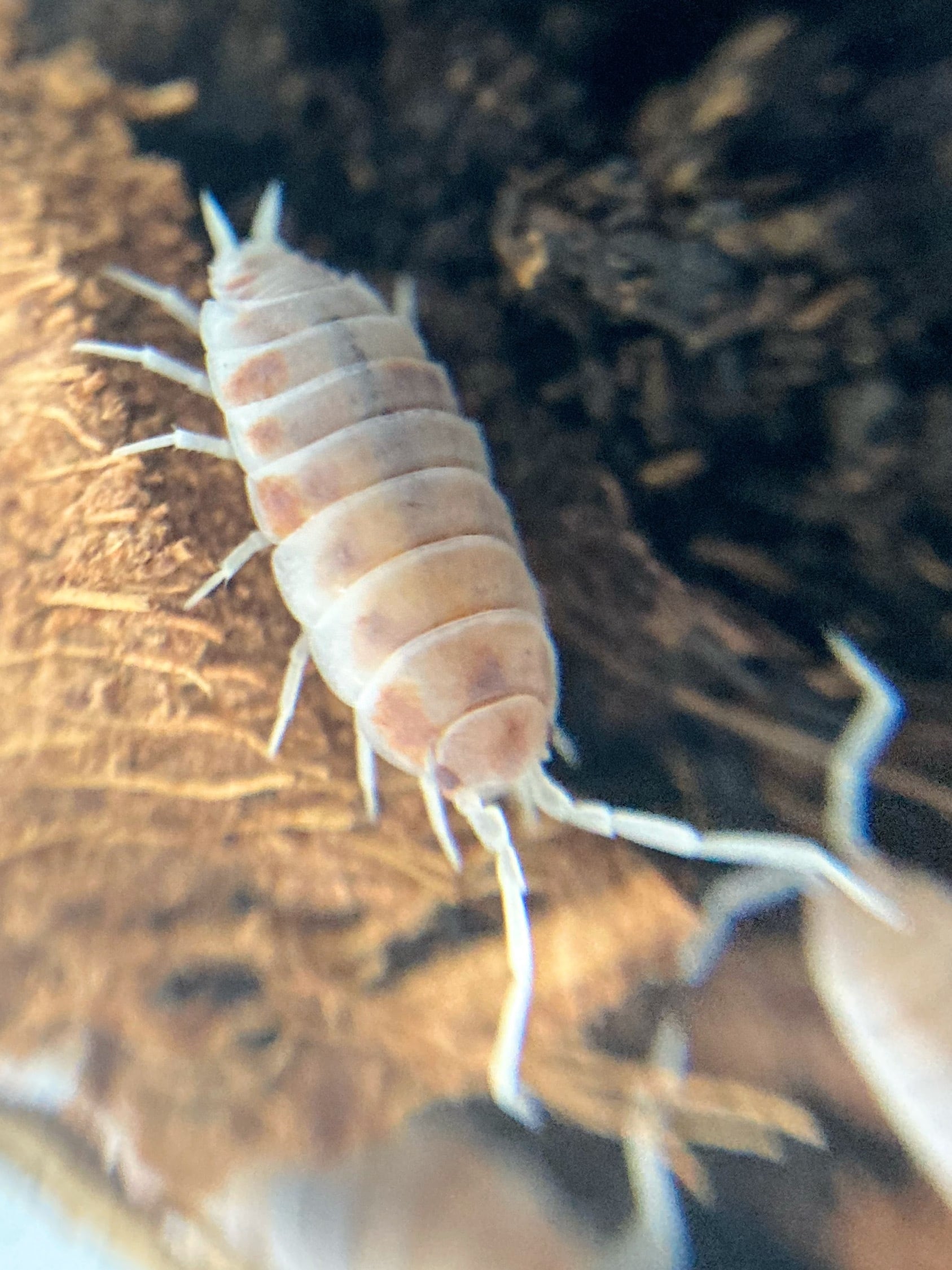 オレンジホソワラジムシ