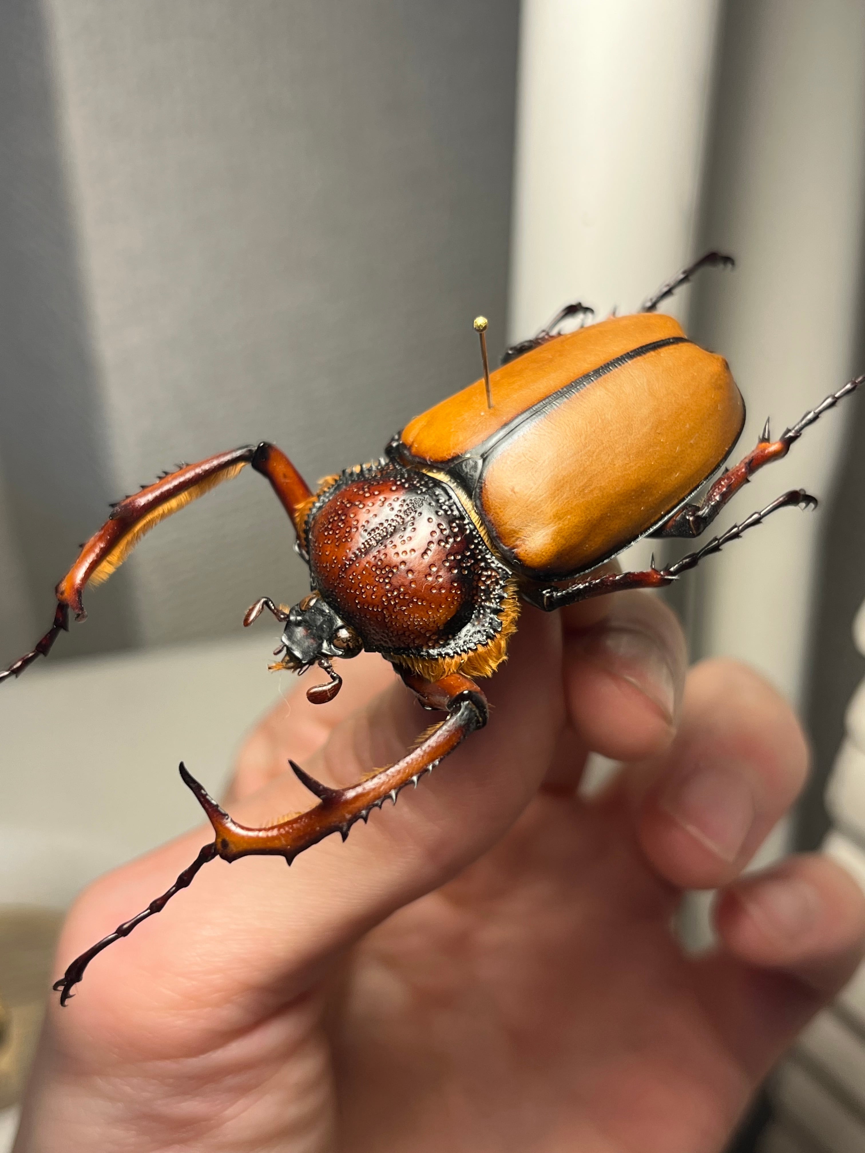 49mm♂】ダビディヒメテナガコガネ 標本テナガカミキリ昆虫標本 甲虫