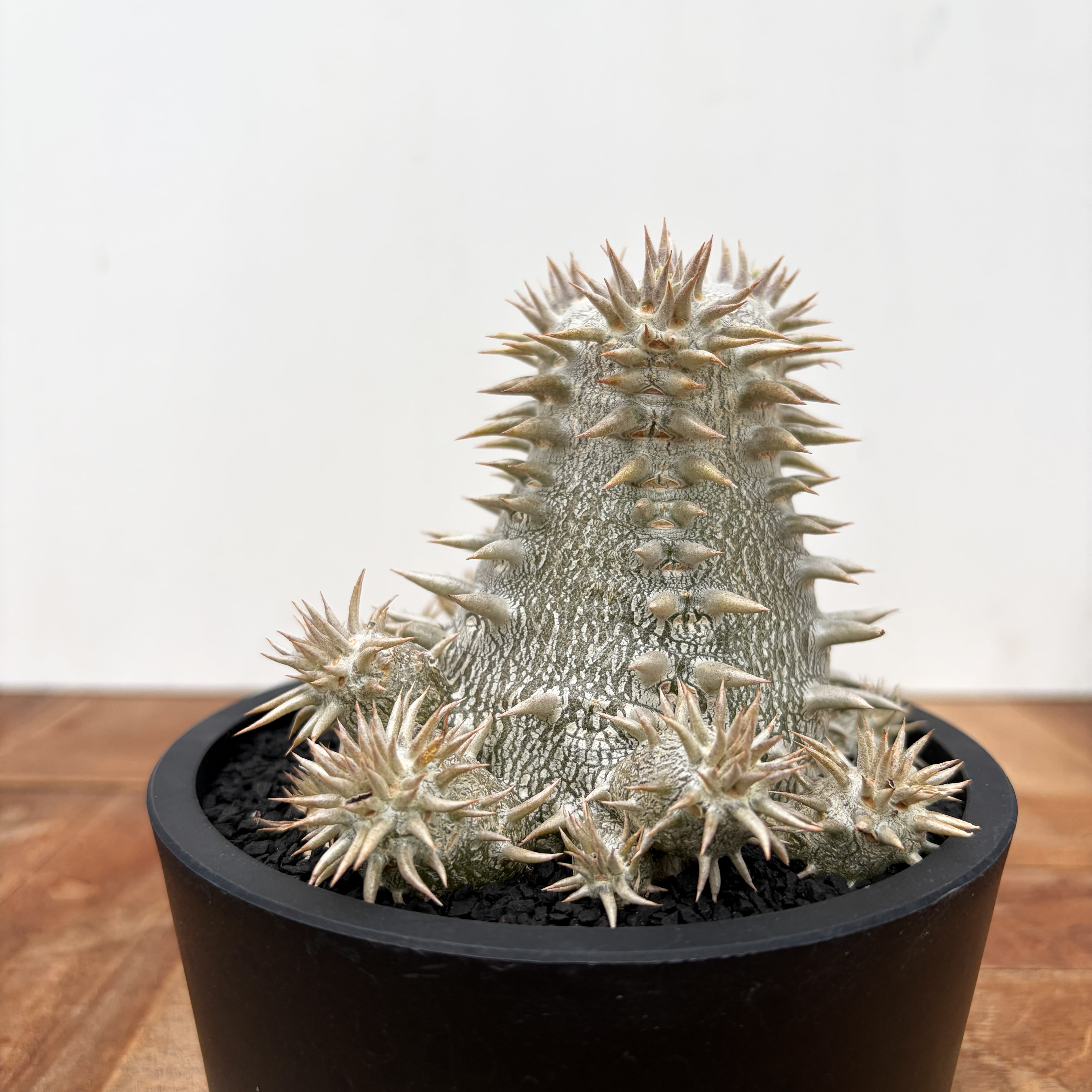 Pachypodium Densicaule【パキポディウム・恵比寿大黒・実生