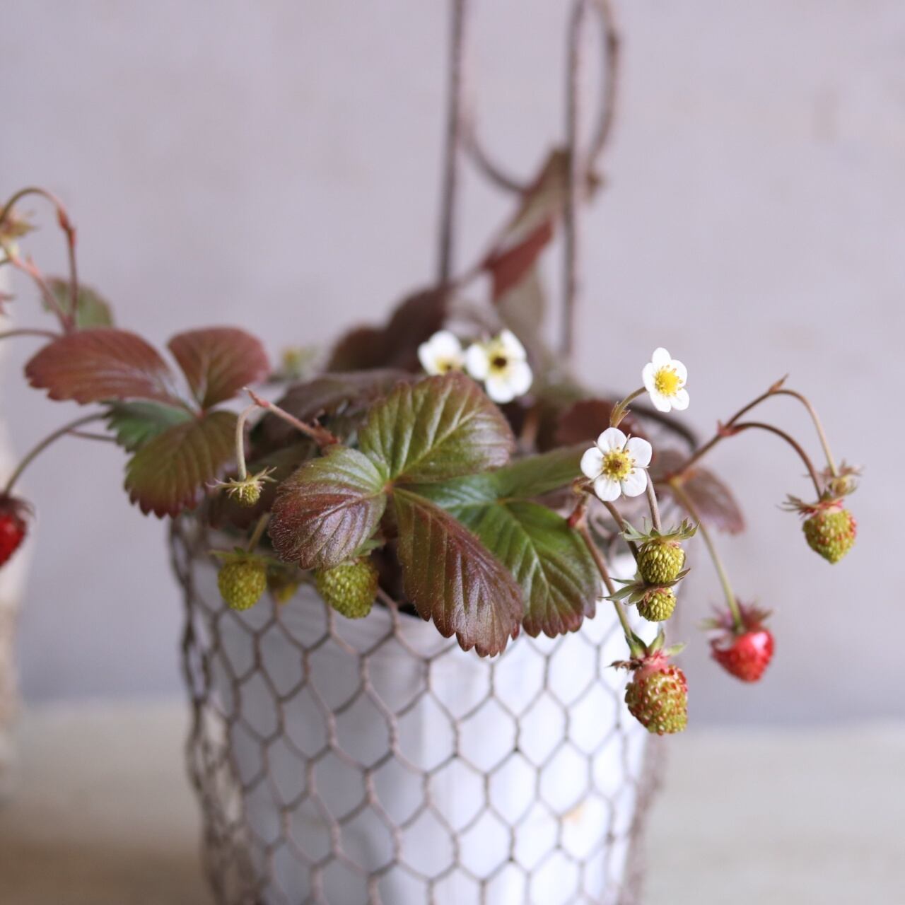 お花・リーフ | シャビーシックな寄せ植え・雑貨 モンディマンシェ