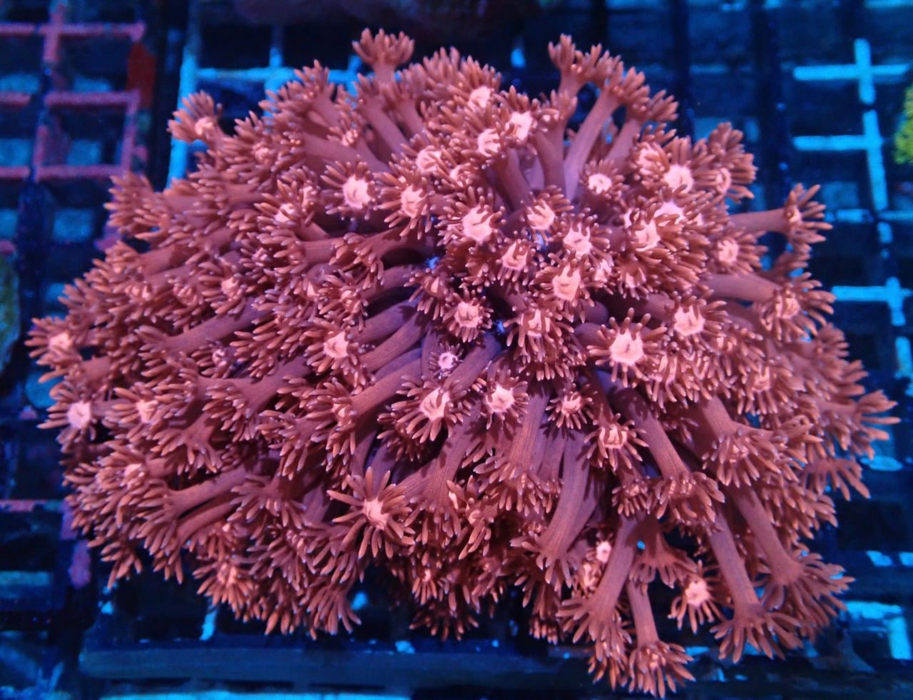 Goniopora FromMakassar Pinkcolony