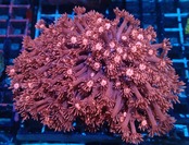Goniopora FromMakassar Pinkcolony