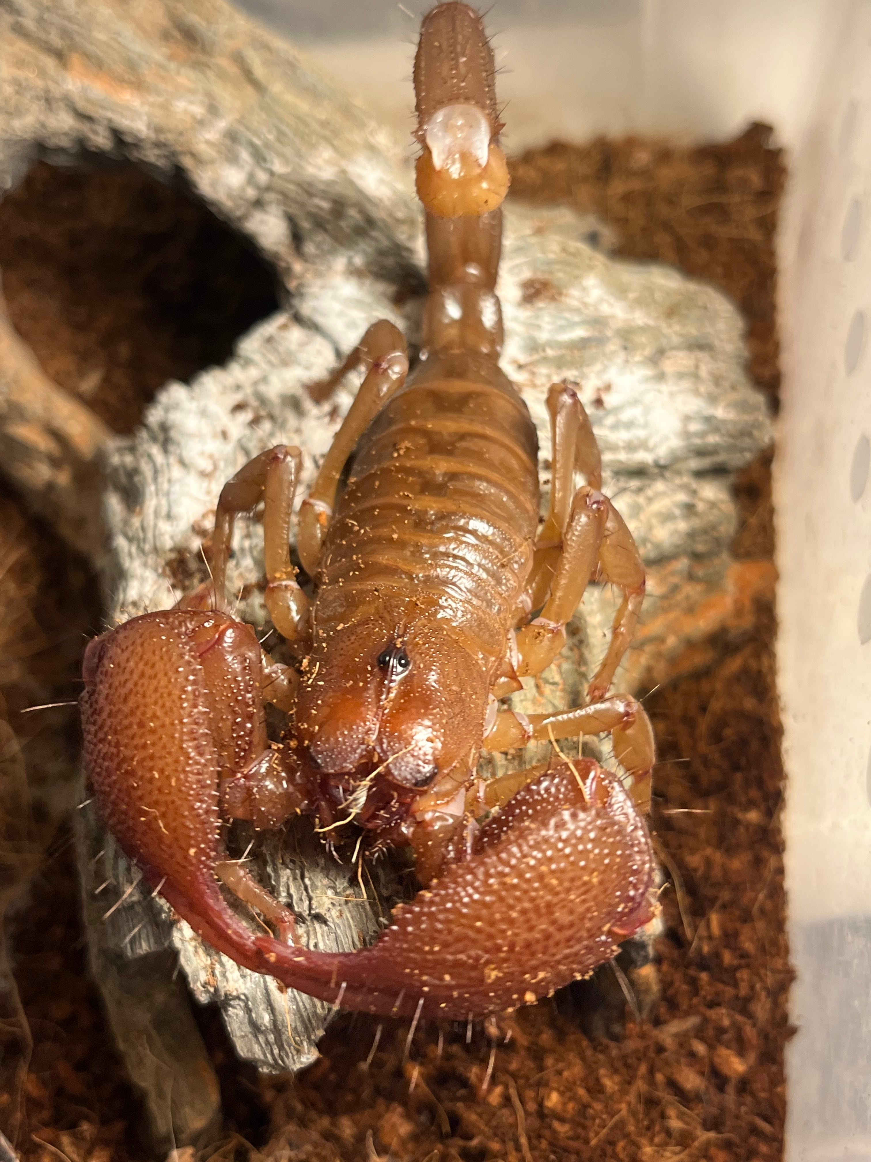 珍色ペア】蠍最大種かつハイポ感の強い♀のスワンメルダムオオハカリ