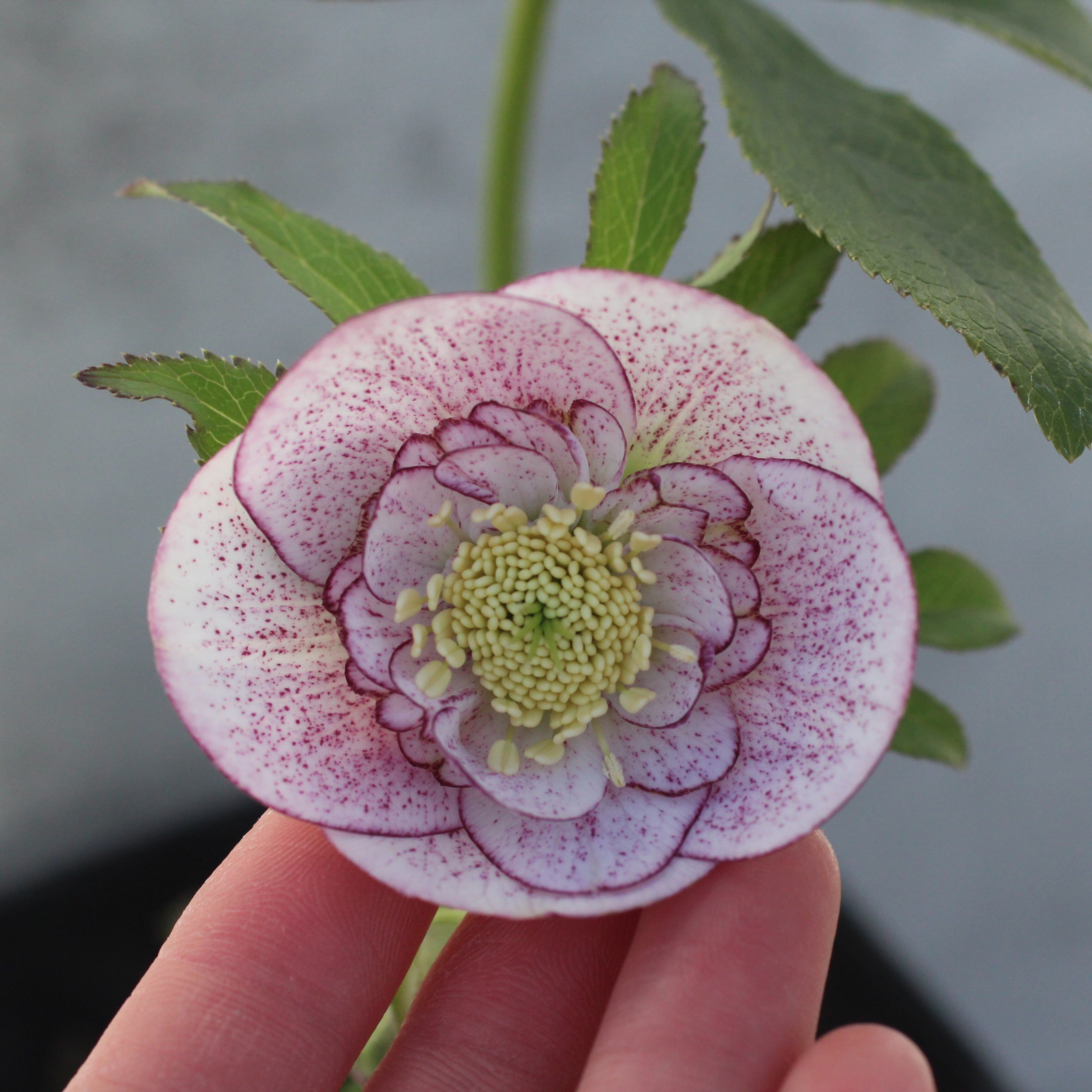 WinterSymphony開花鉢 | CoppiceGARDEN（コピスガーデン）