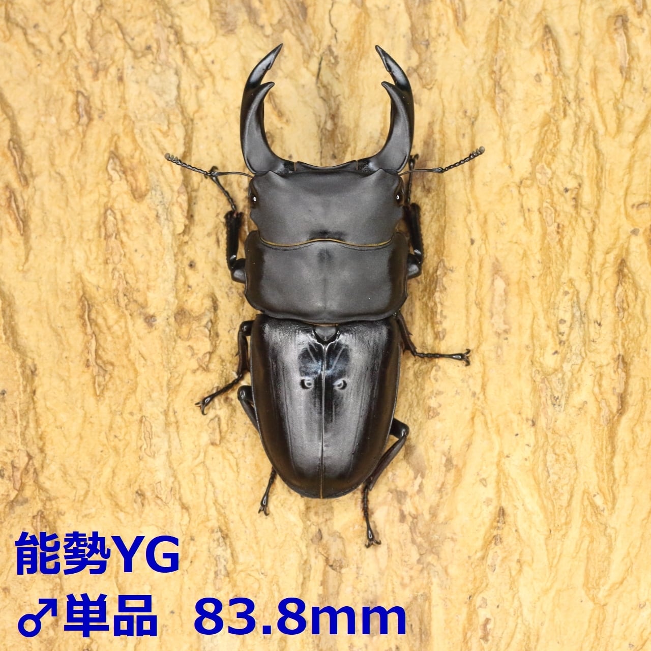 能勢SR血統オオクワガタ ♀57.6mm 能勢SR血統 新成虫 ayu氏飼育個体